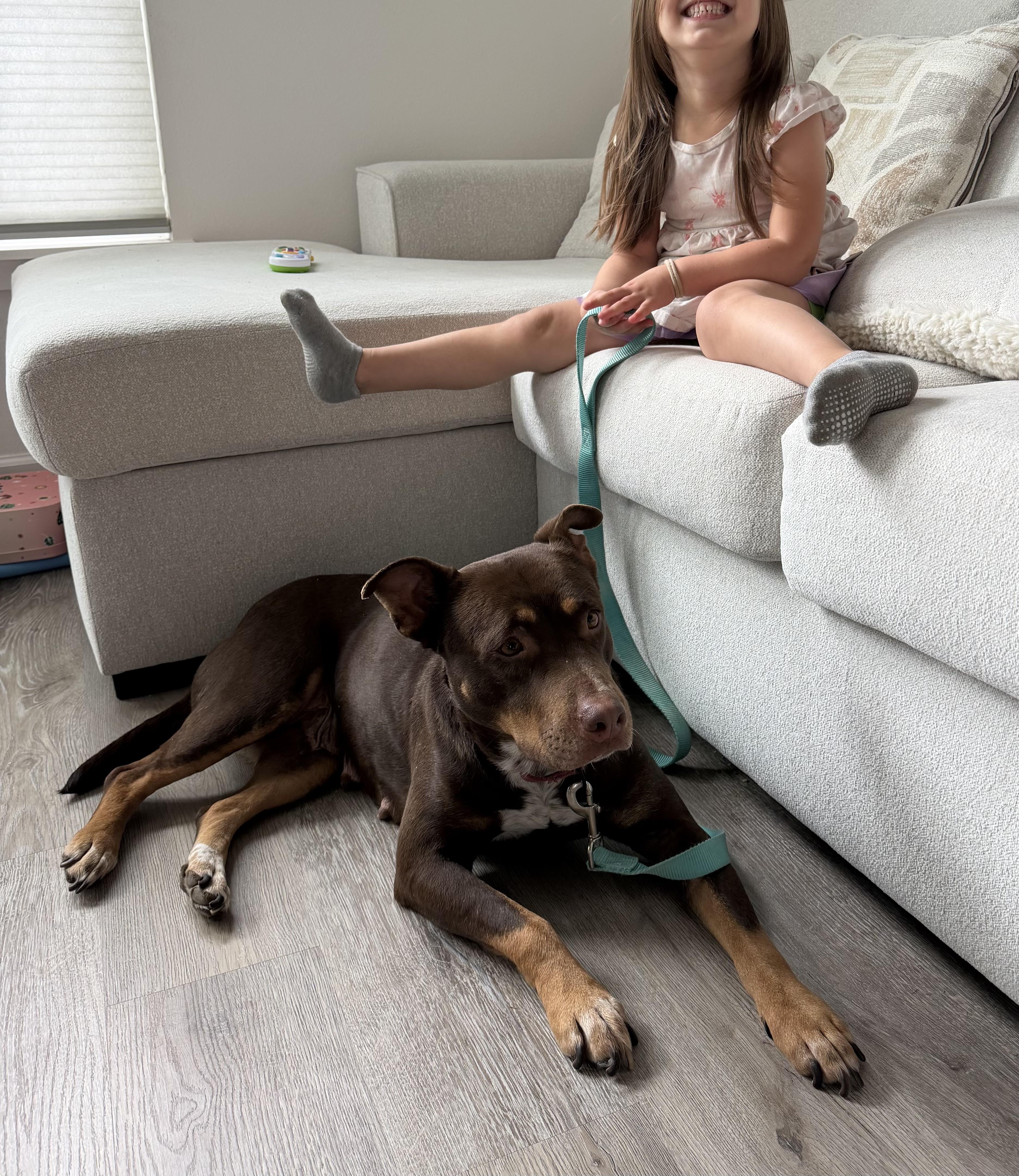 Enlarge Marra, a Adopted mixed breed in Tigard, OR image 5/6