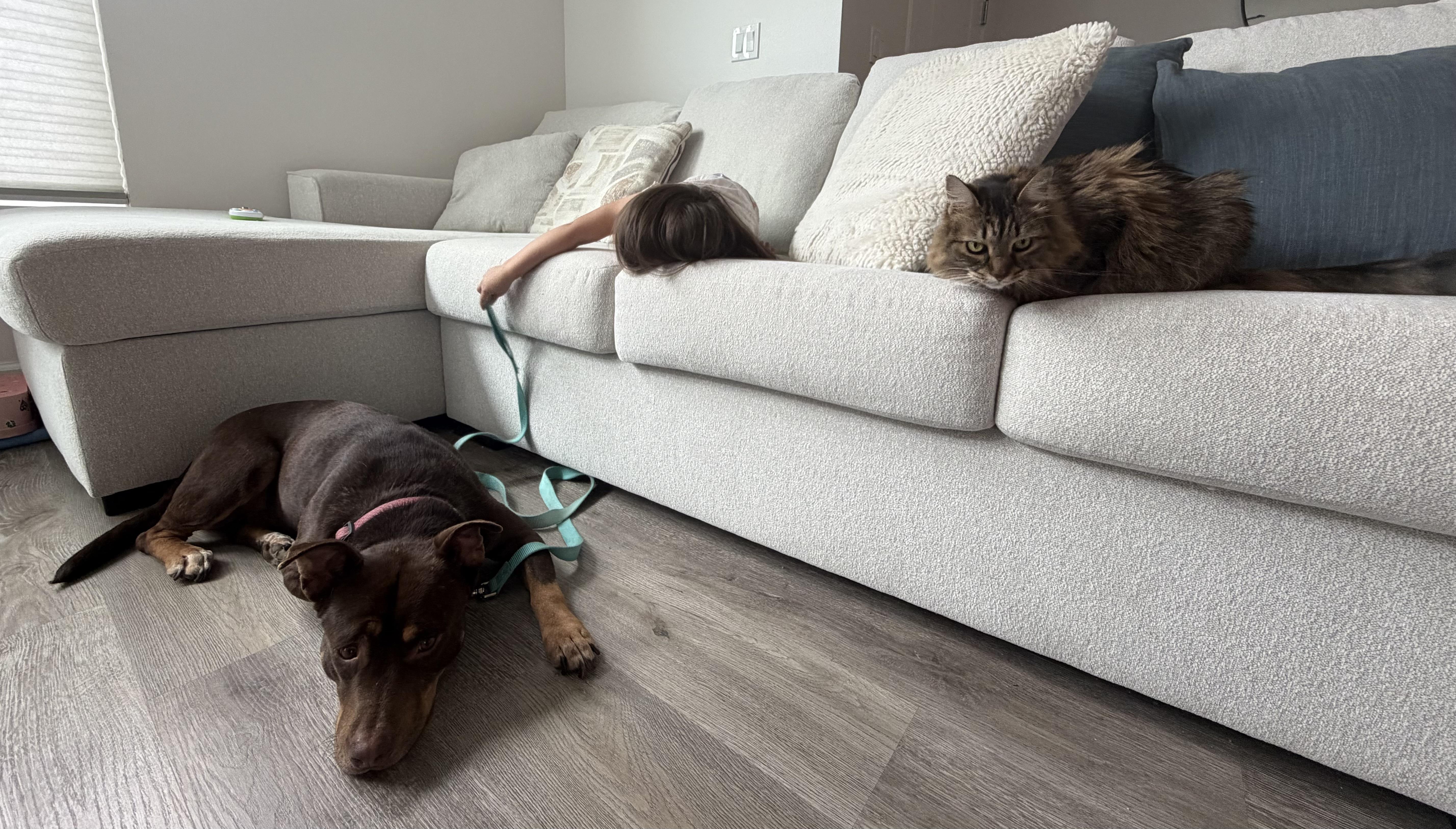Enlarge Marra, a Adopted mixed breed in Tigard, OR image 4/6
