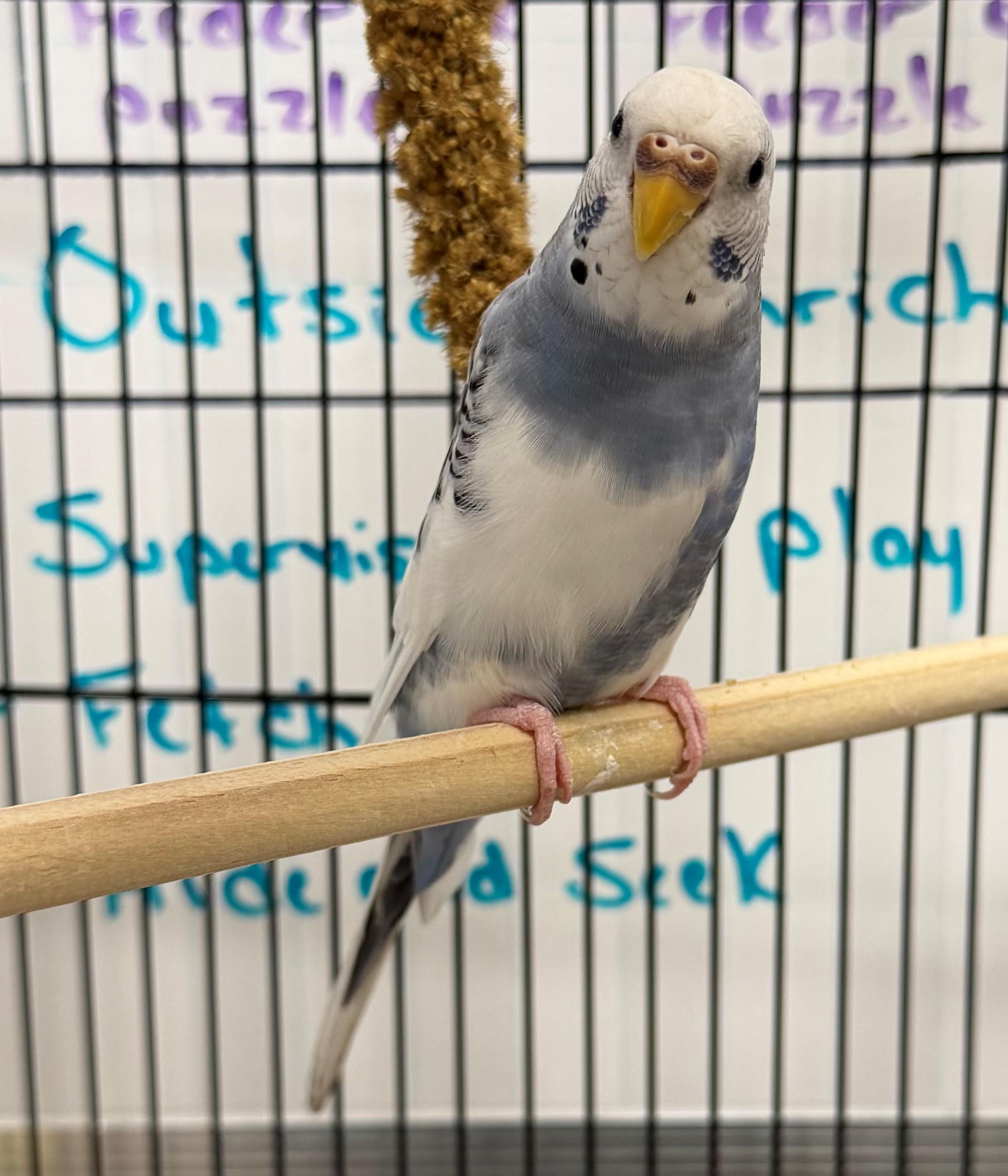 Enlarge Loblolly, an adoptable Parakeet (Other) in Hamilton, ON image 3/3