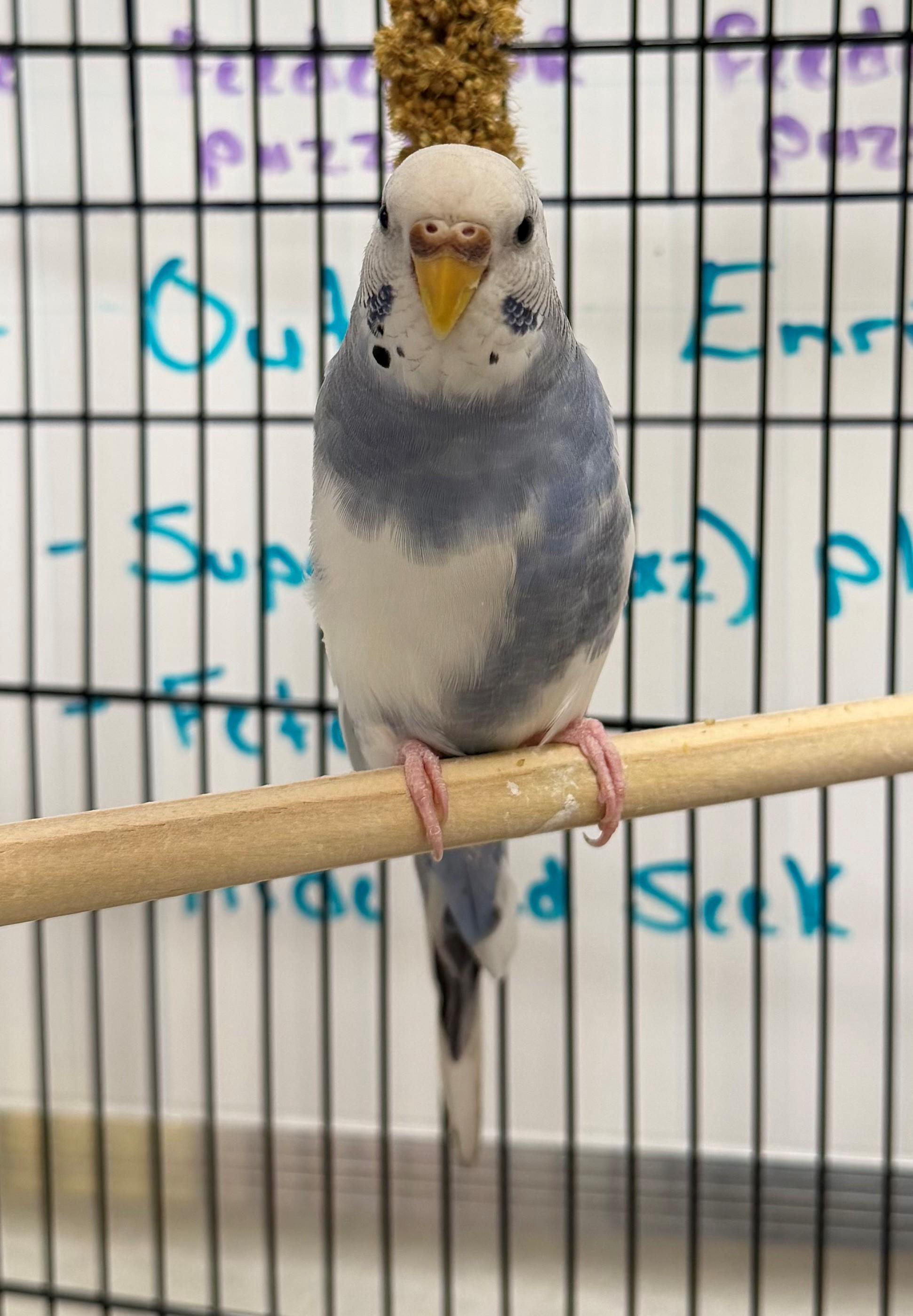 Loblolly, adoptable, Adult Female Parakeet (Other).
