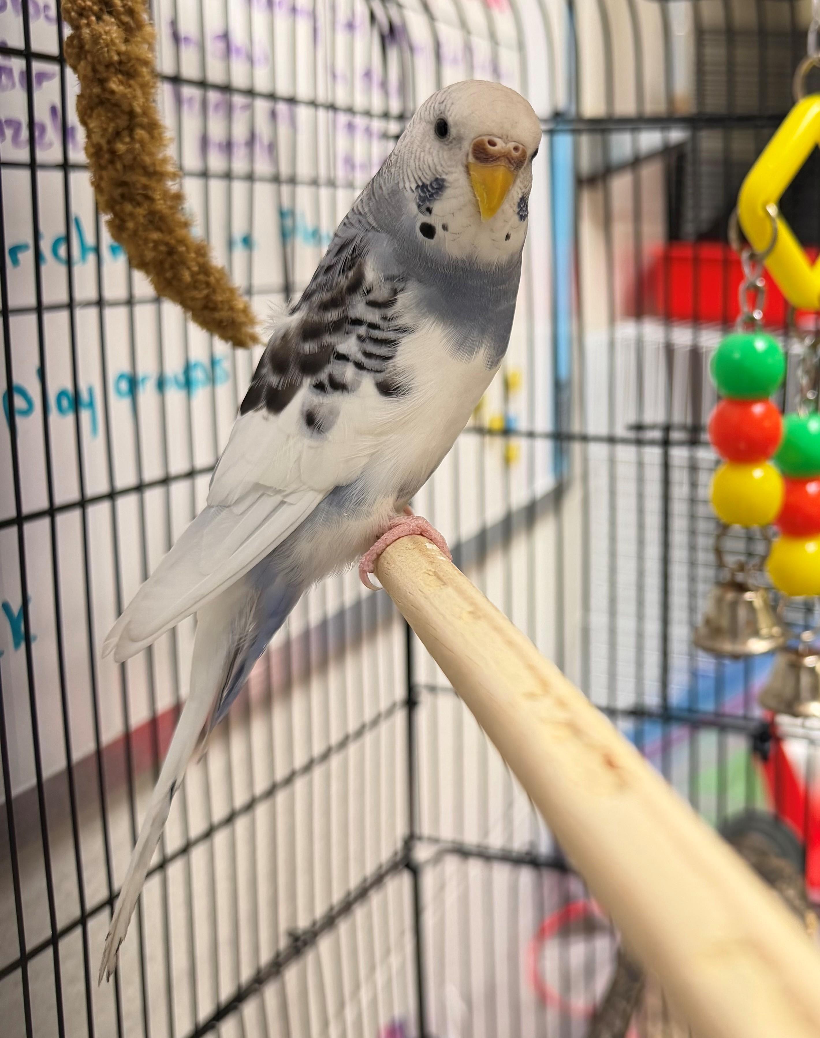 Enlarge Loblolly, an adoptable Parakeet (Other) in Hamilton, ON image 2/3