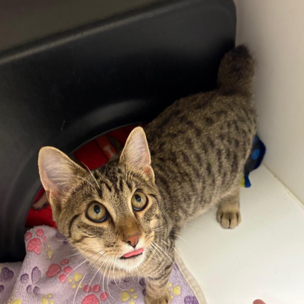 Enlarge Bert, a Adoptable Domestic Short Hair in Nashville, TN image 1/6
