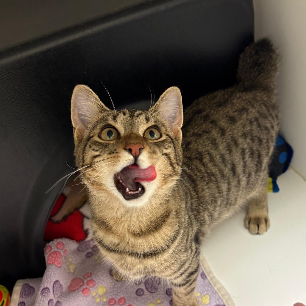 Enlarge Bert, a Adoptable Domestic Short Hair in Nashville, TN image 2/6