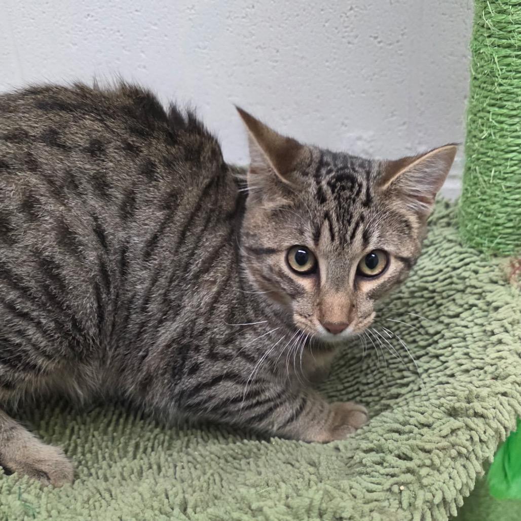 Enlarge Bert, a Adoptable Domestic Short Hair in Nashville, TN image 3/6