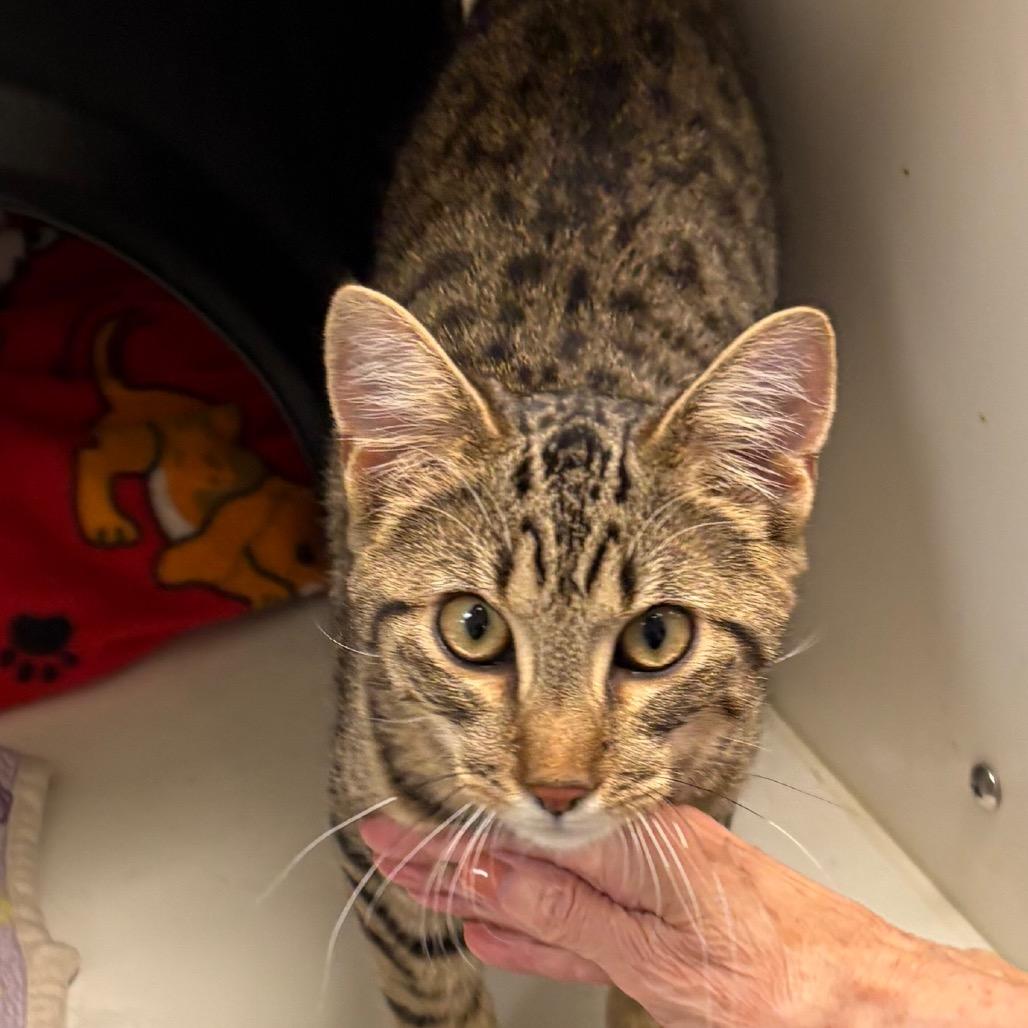Enlarge Bert, a Adoptable Domestic Short Hair in Nashville, TN image 4/6