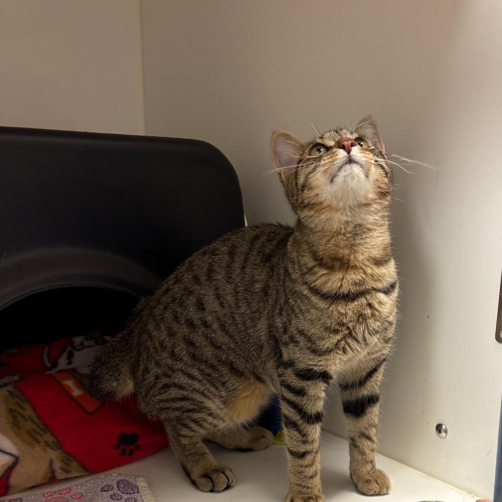 Enlarge Bert, a Adoptable Domestic Short Hair in Nashville, TN image 5/6