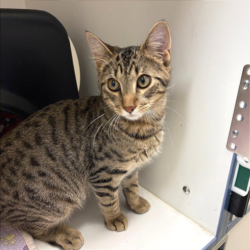Enlarge Bert, a Adoptable Domestic Short Hair in Nashville, TN image 6/6