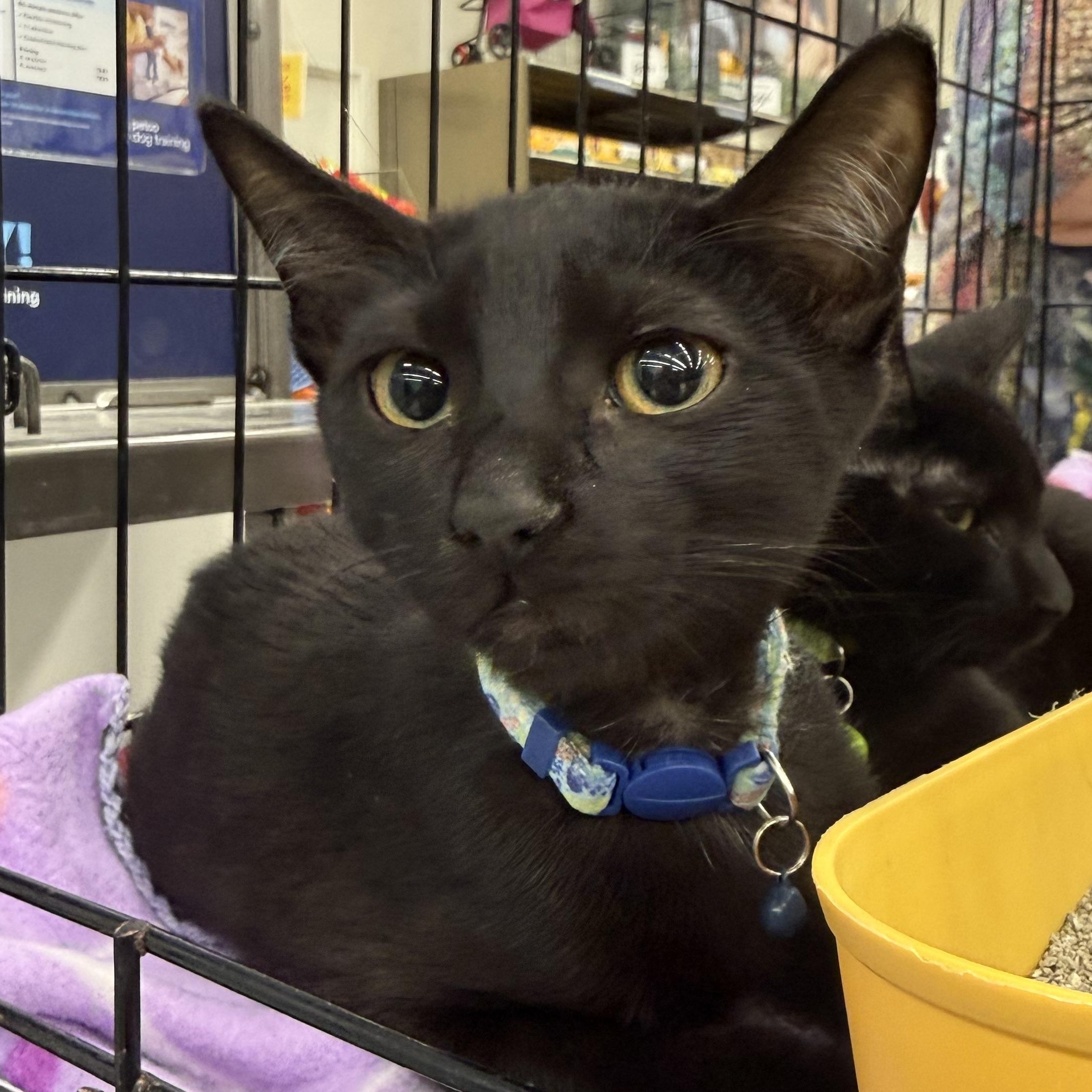 Nadia, Adoptable, Kitten Female Domestic Short Hair.