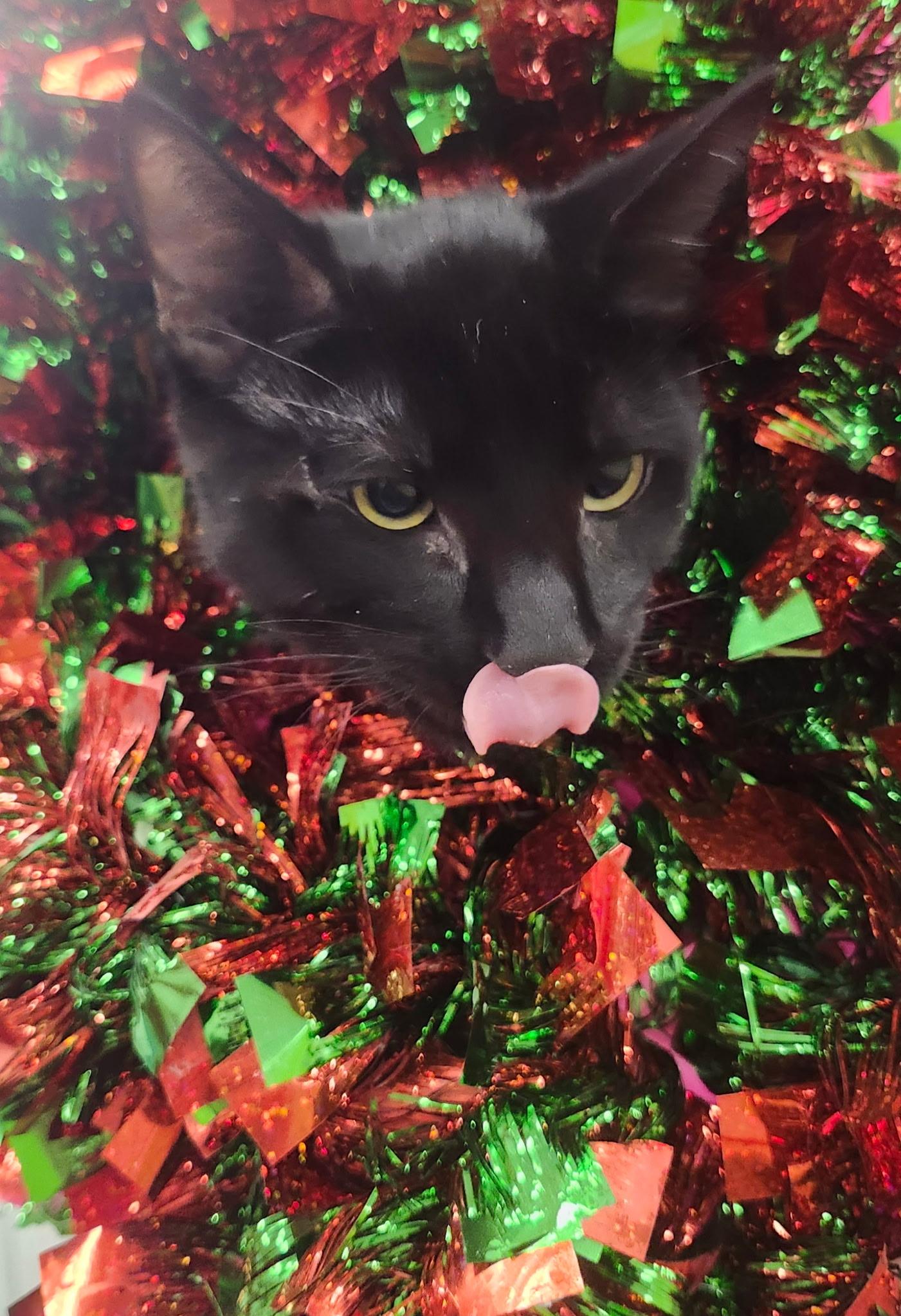 Enlarge Nadia, a Adoptable Domestic Short Hair in Brentwood, CA image 3/3