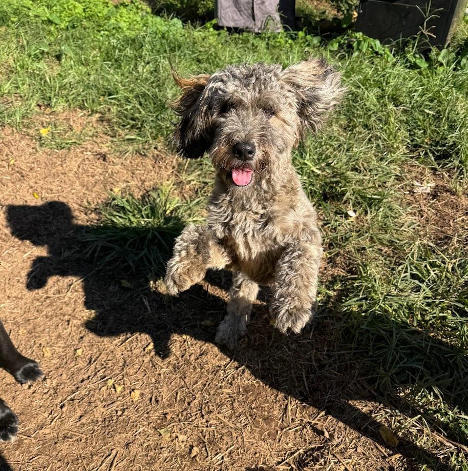 Wicket W. Warrick, Adoptable, Puppy Male Wheaten Terrier & Poodle.