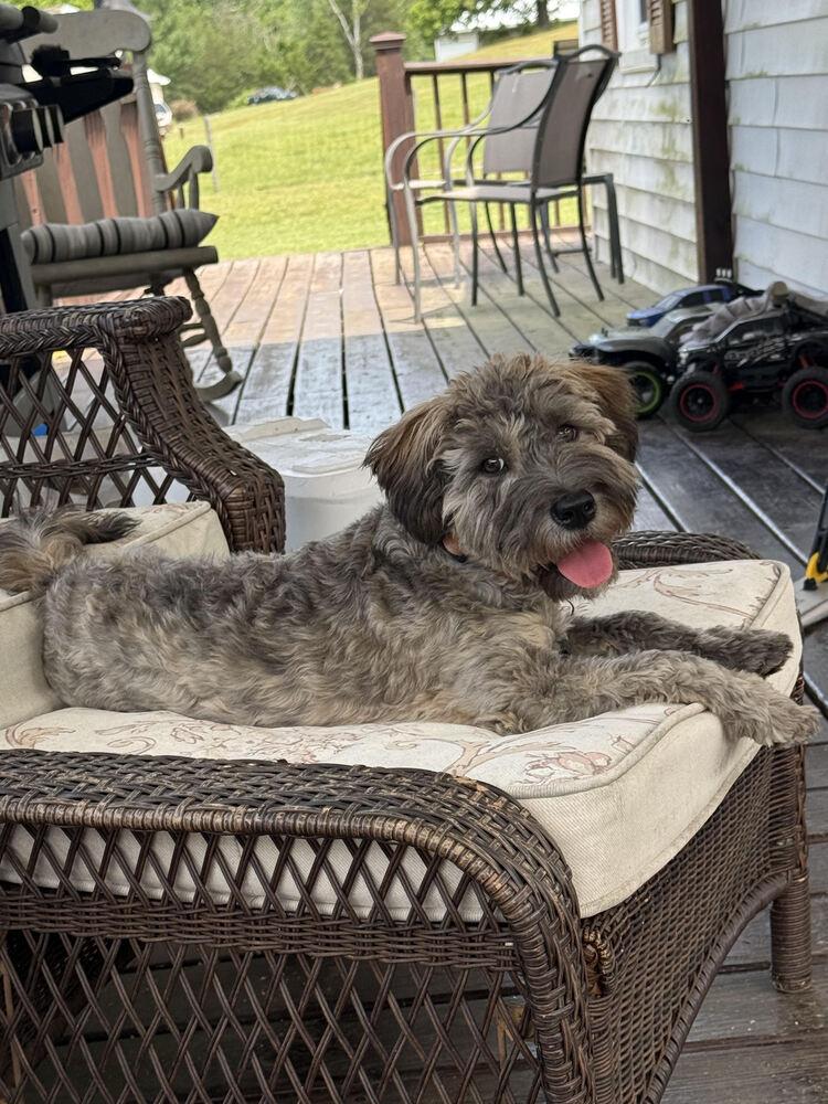 Enlarge Wicket W. Warrick, a Adoptable mixed breed in Troy, VA image 2/6