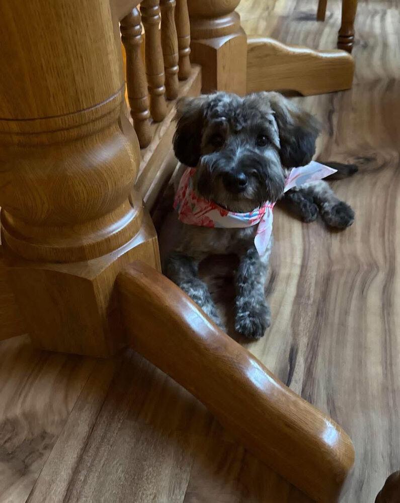 Enlarge Wicket W. Warrick, a Adoptable mixed breed in Troy, VA image 4/6