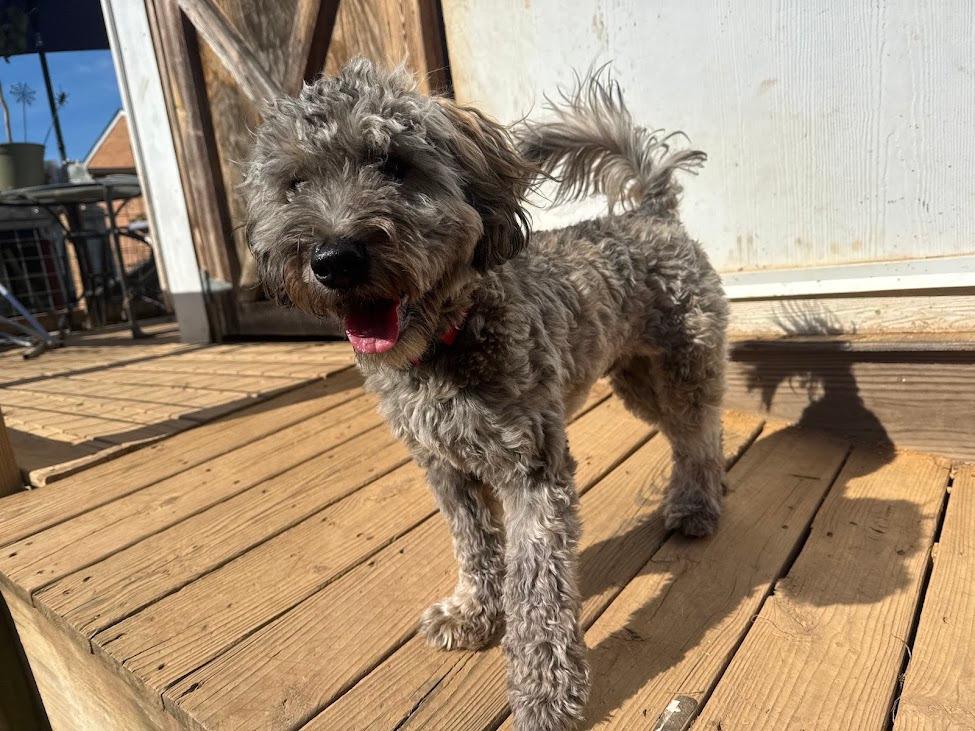 Enlarge Wicket W. Warrick, a Adoptable mixed breed in Troy, VA image 5/6