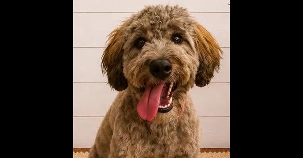 Enlarge Wicket W. Warrick, a Adoptable mixed breed in Troy, VA image 6/6