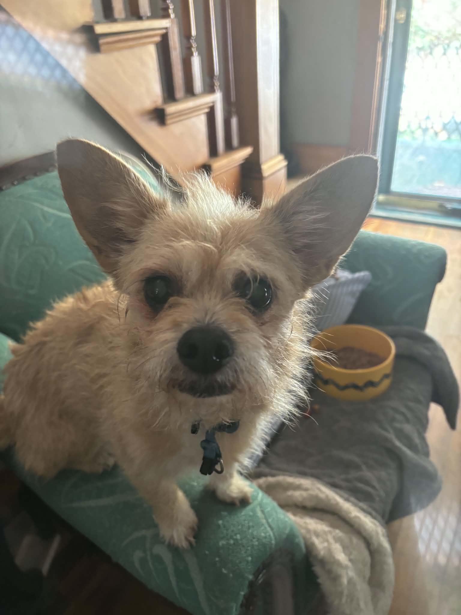 Enlarge Peanut, a Adoptable Mixed Breed in Montpelier, VT image 1/3