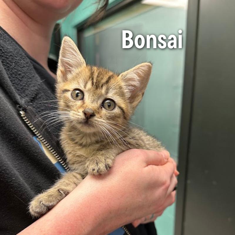 Bonsai, Adoptable, Kitten Male American Shorthair.