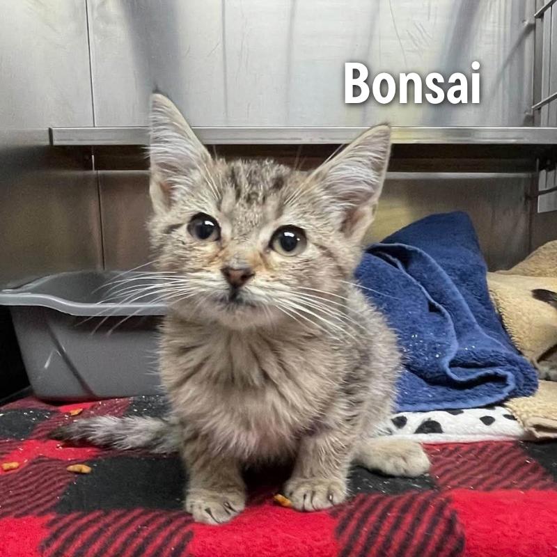 Enlarge Bonsai, a Adoptable American Shorthair in Oak Ridge, TN image 2/4