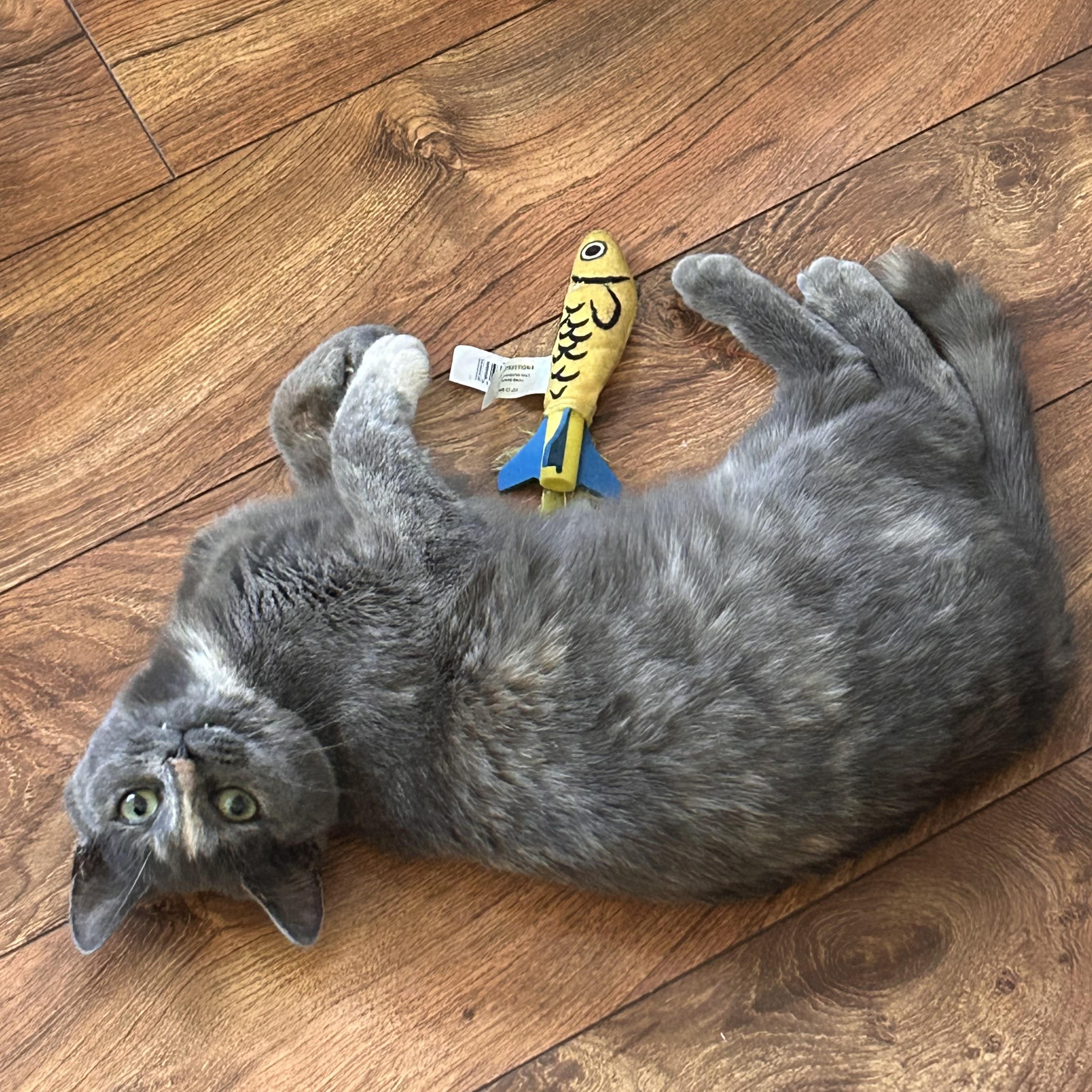 Brownie, adopted, Kitten Female Domestic Short Hair.