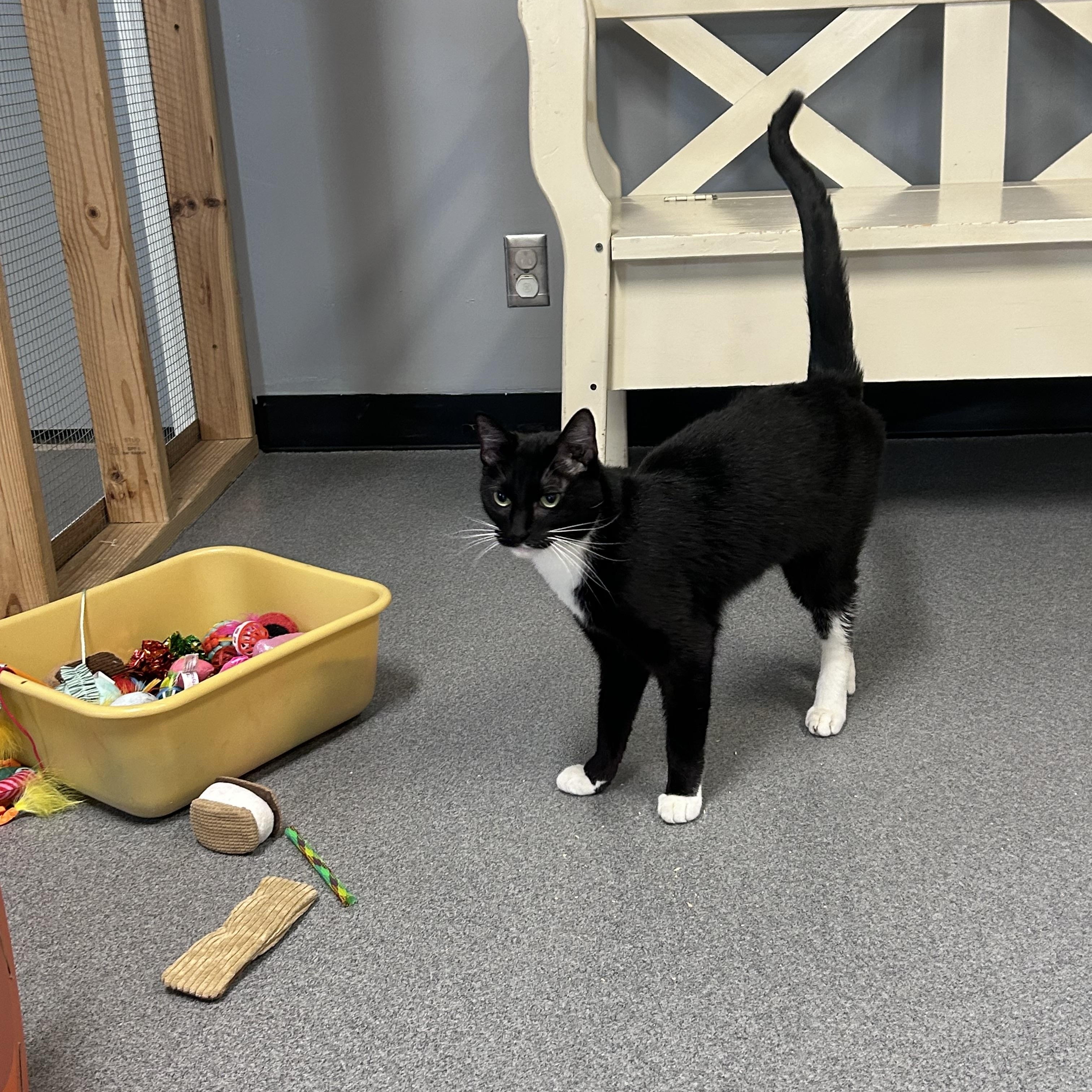 Enlarge Trey, a ADOPTABLE Domestic Short Hair in Chisholm, MN image 2/5
