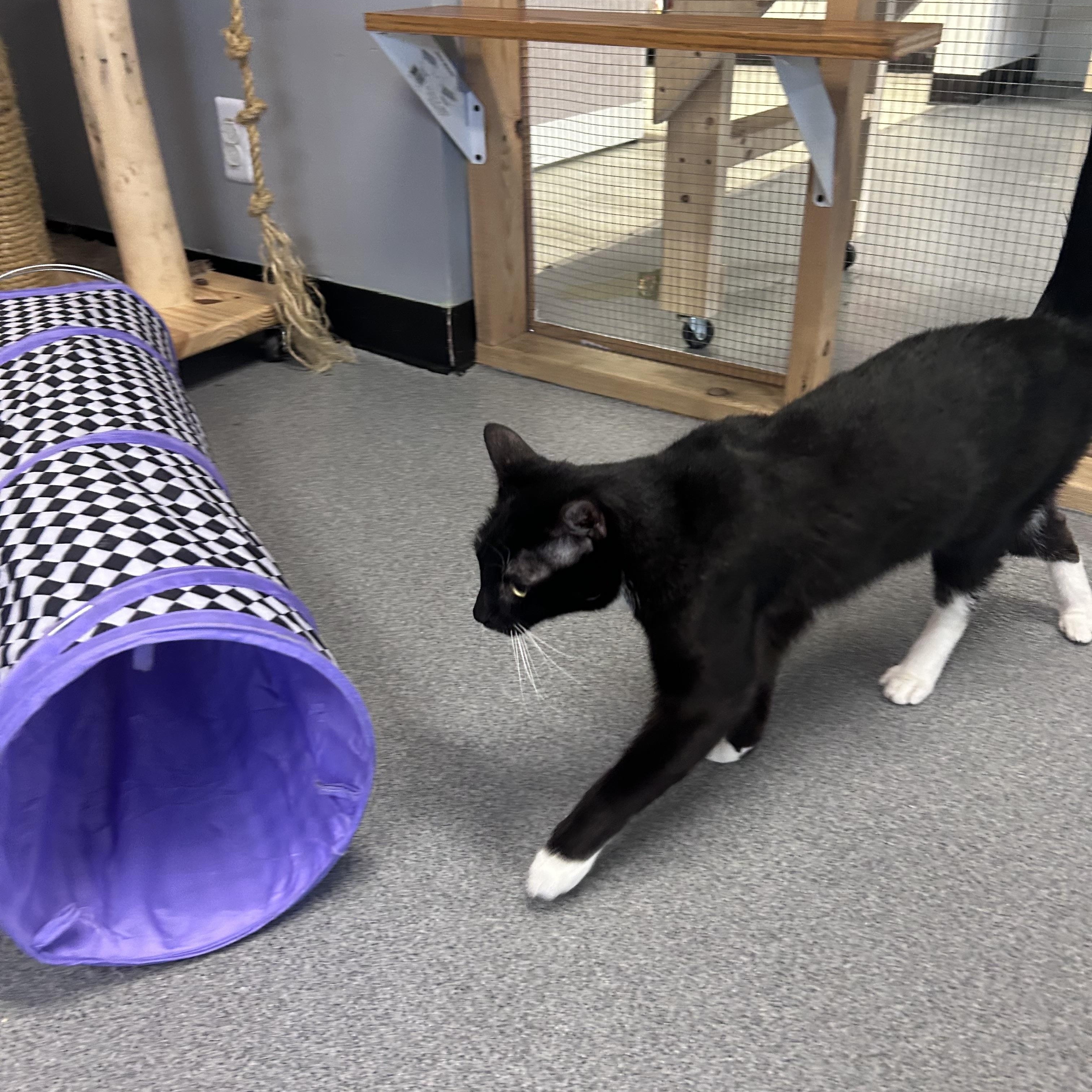 Enlarge Trey, a ADOPTABLE Domestic Short Hair in Chisholm, MN image 3/5