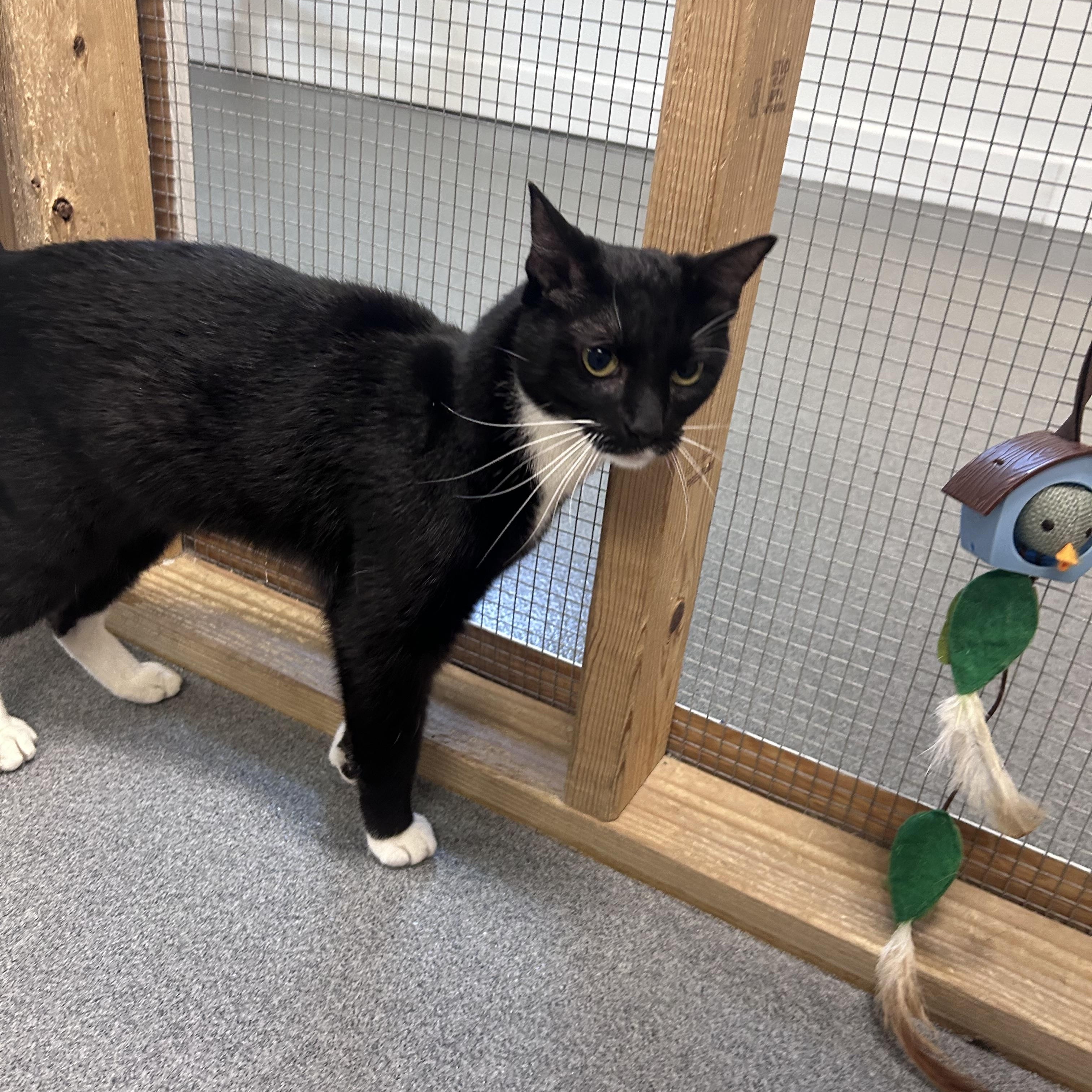 Enlarge Trey, a ADOPTABLE Domestic Short Hair in Chisholm, MN image 1/5