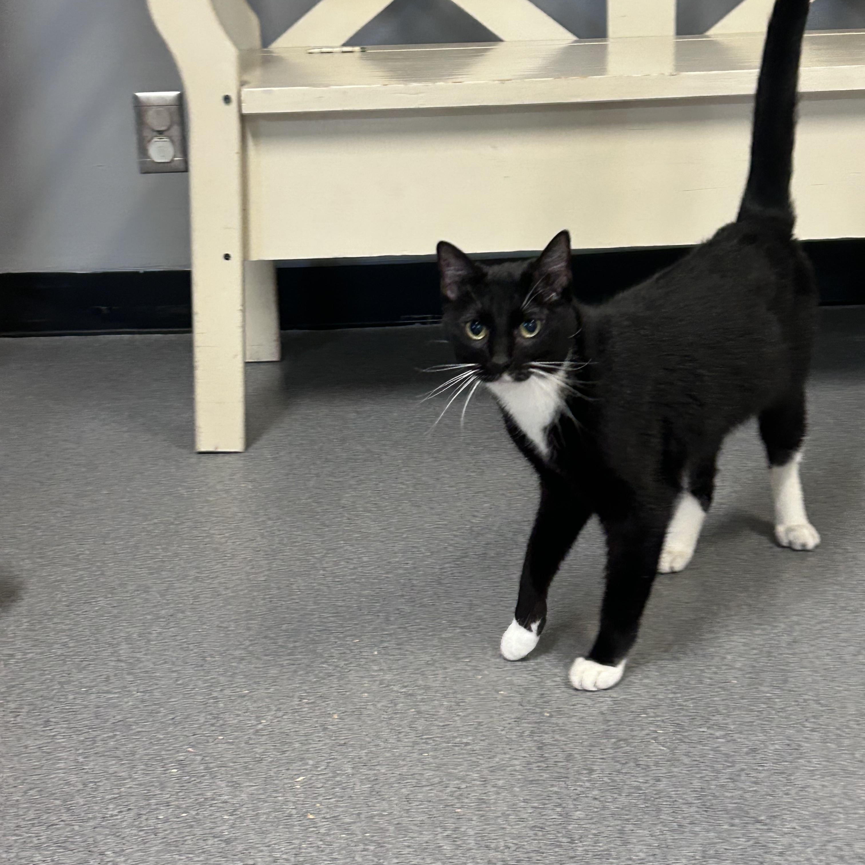 Enlarge Trey, a ADOPTABLE Domestic Short Hair in Chisholm, MN image 4/5