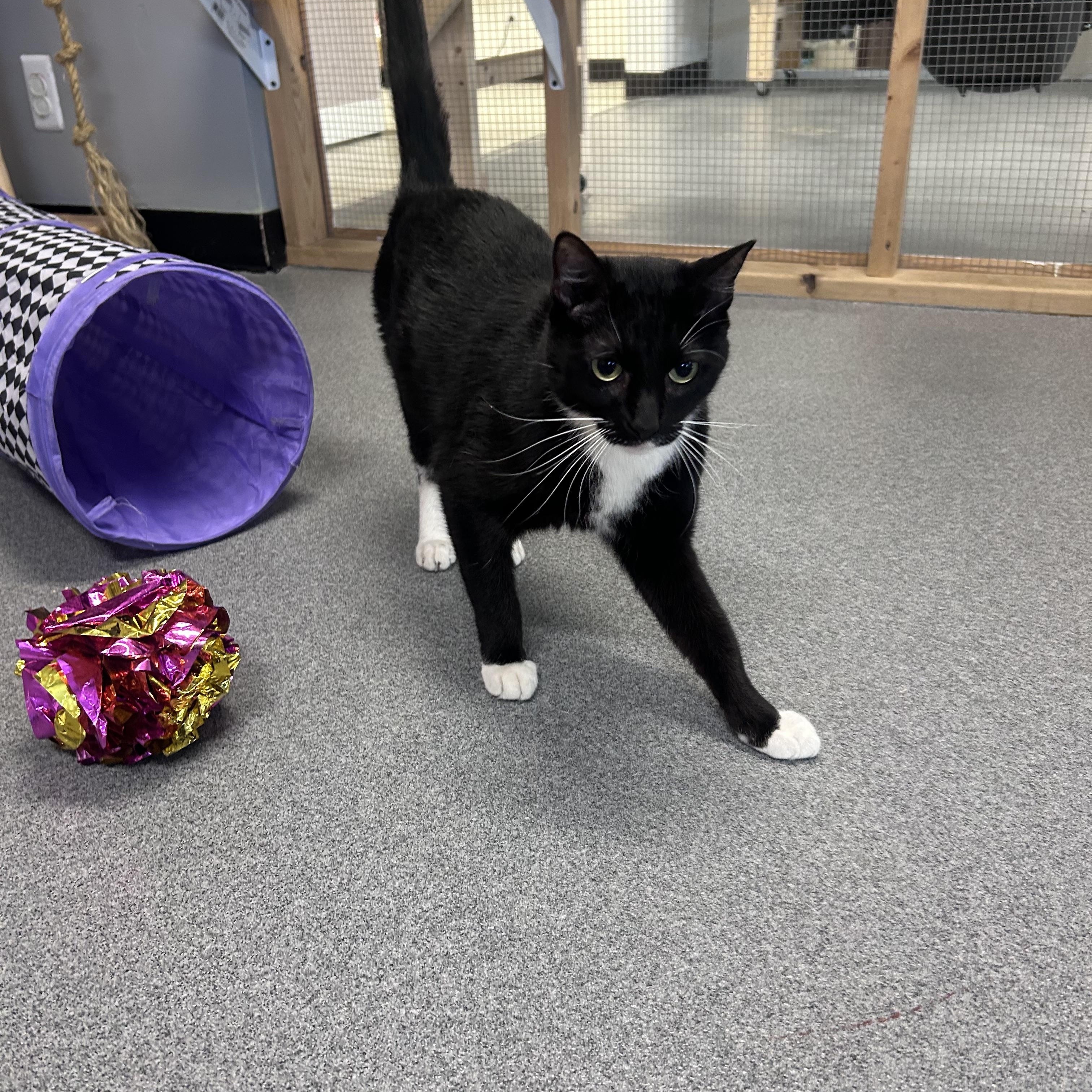 Enlarge Trey, a ADOPTABLE Domestic Short Hair in Chisholm, MN image 5/5