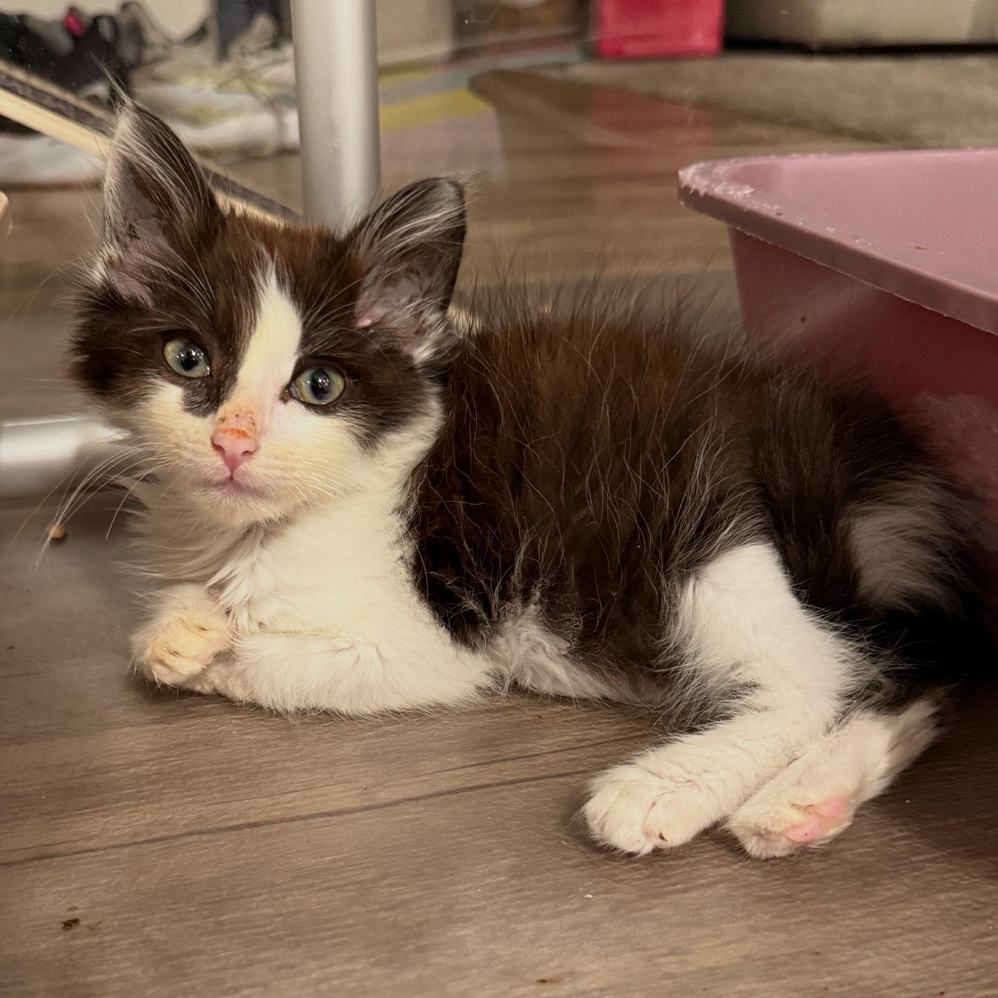 Enlarge Lady Godiva & Hershey, a Adopted Domestic Medium Hair in El Segundo, CA image 4/6