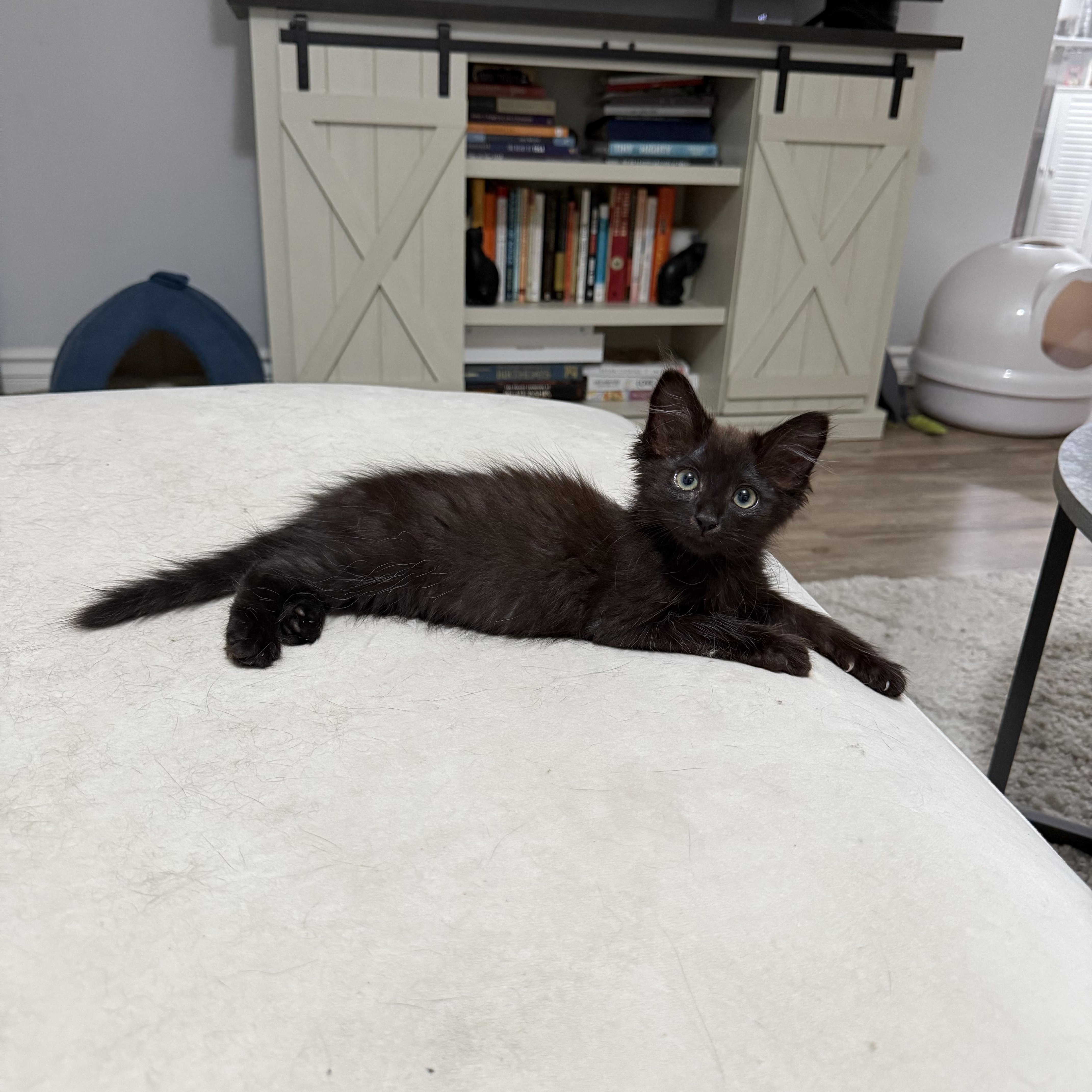 Enlarge Lady Godiva & Hershey, a Adopted Domestic Medium Hair in El Segundo, CA image 5/6