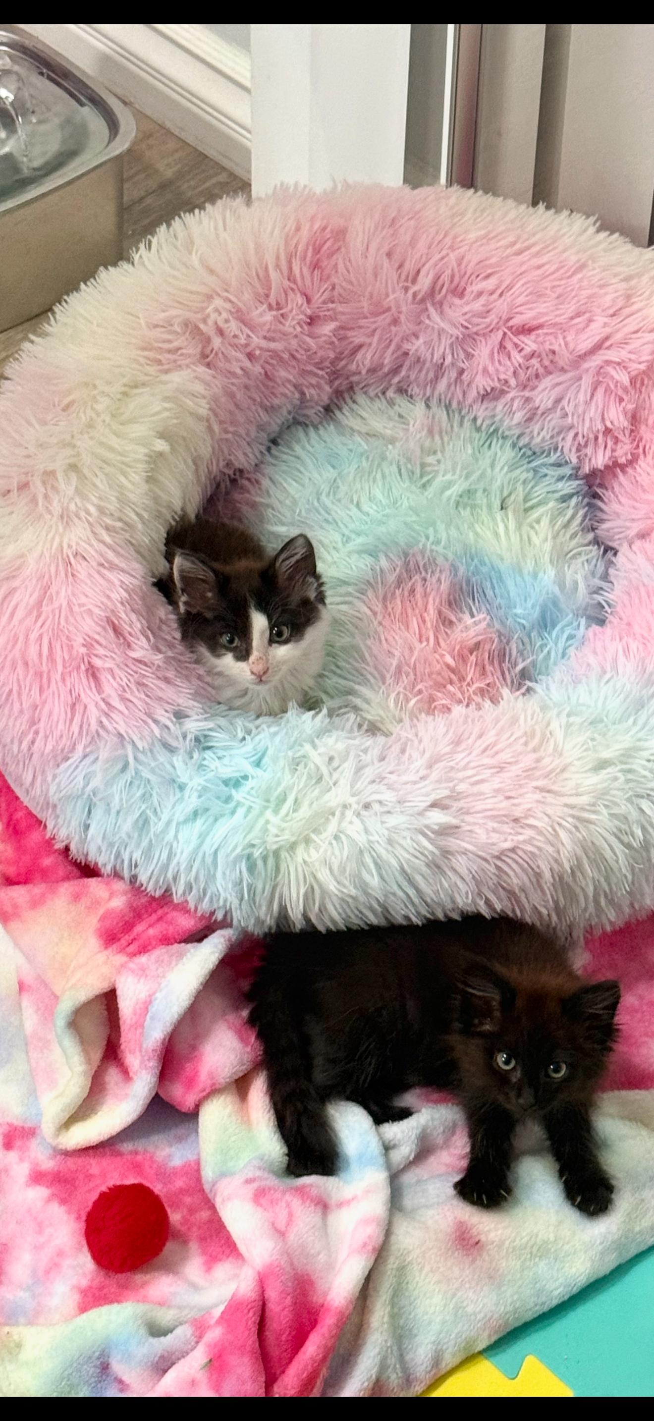 Lady Godiva & Hershey, Adopted, Kitten Female Domestic Medium Hair.