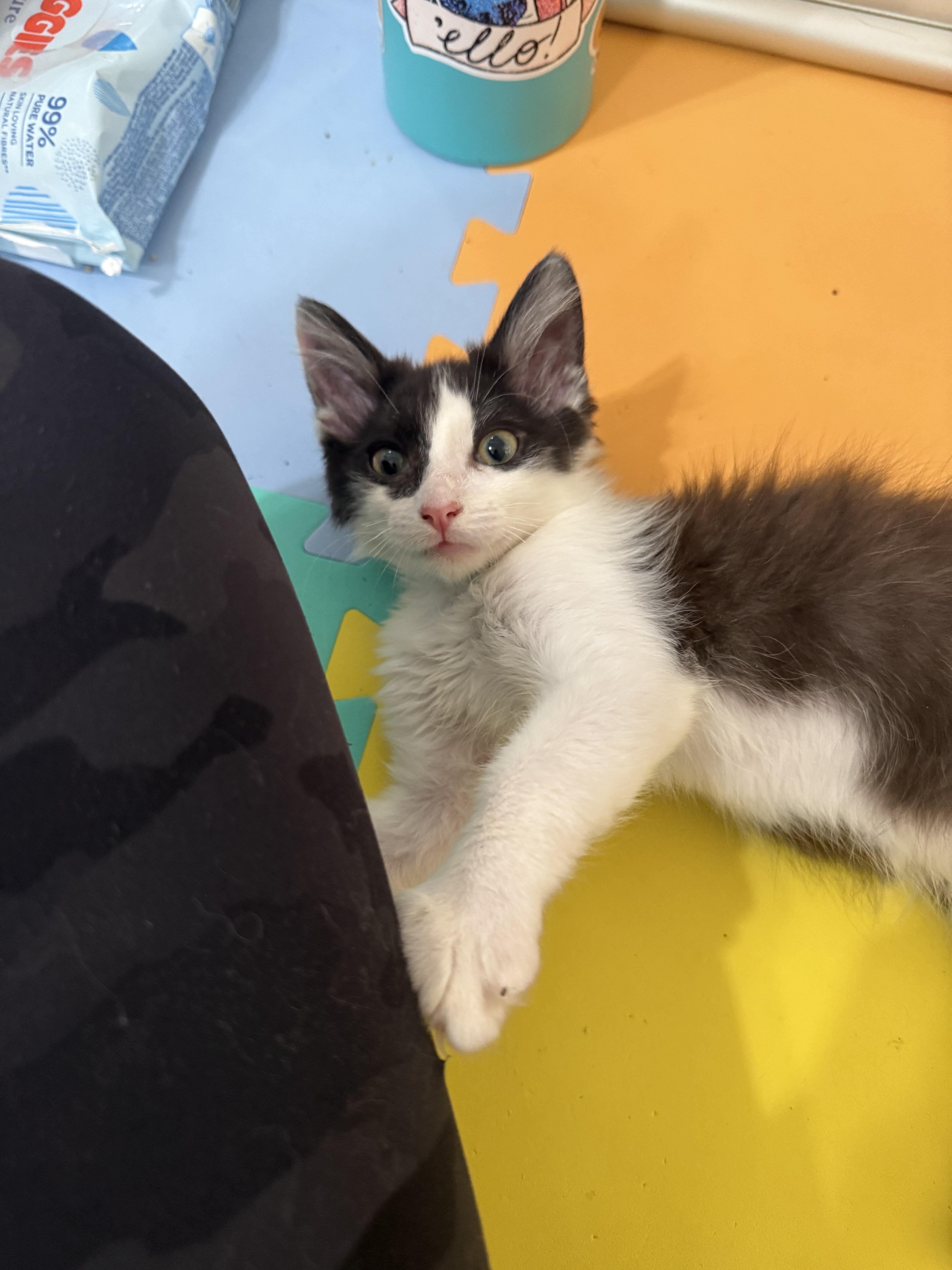 Enlarge Lady Godiva & Hershey, a Adopted Domestic Medium Hair in El Segundo, CA image 2/6