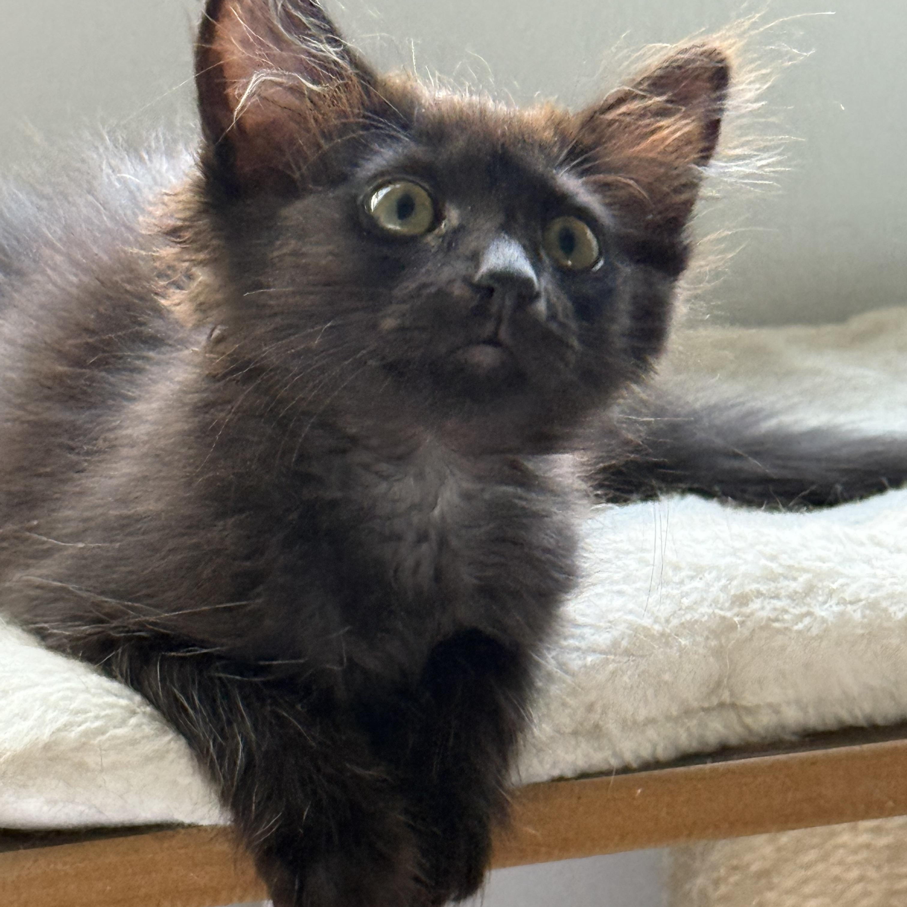 Enlarge Lady Godiva & Hershey, a Adopted Domestic Medium Hair in El Segundo, CA image 3/6