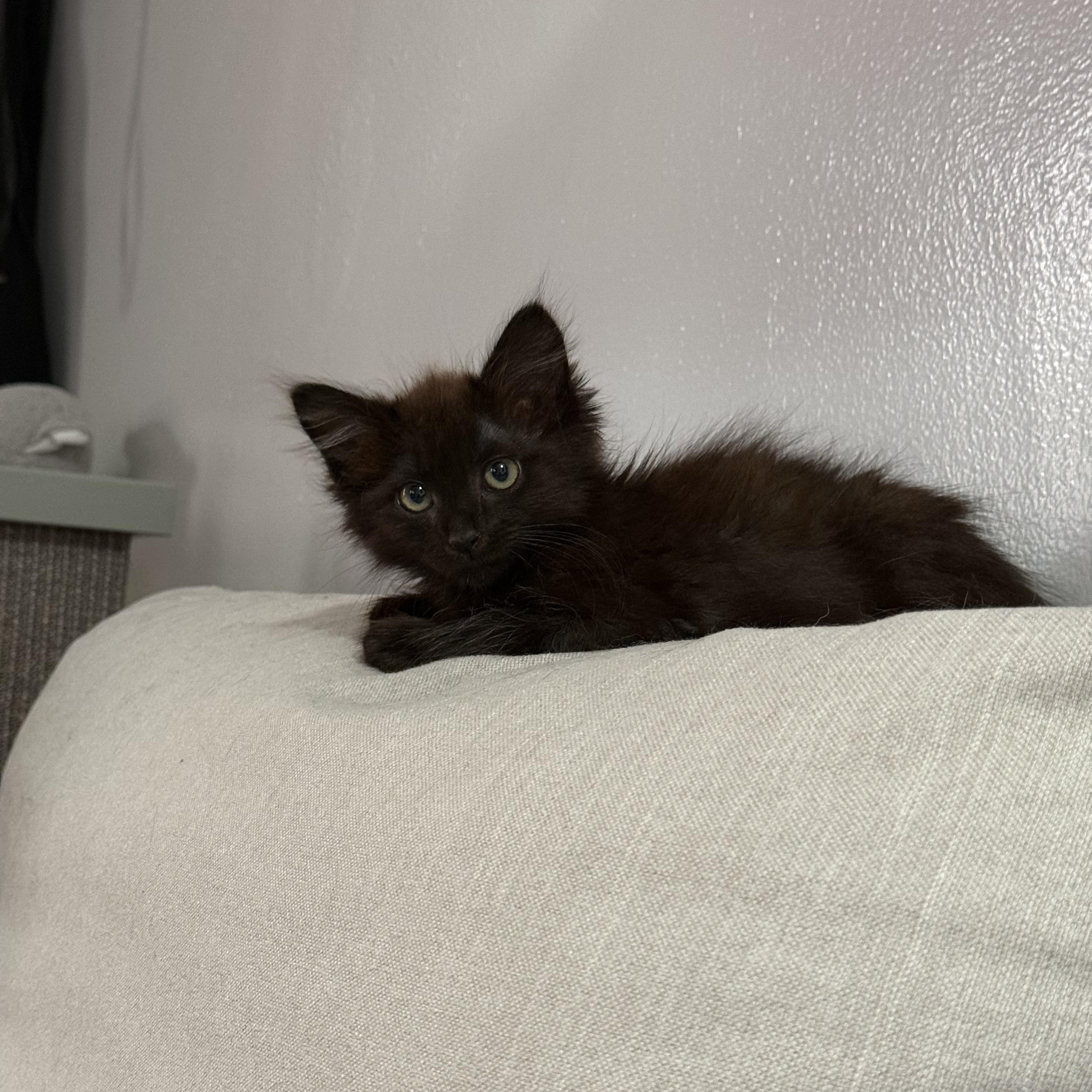 Enlarge Lady Godiva & Hershey, a Adopted Domestic Medium Hair in El Segundo, CA image 6/6