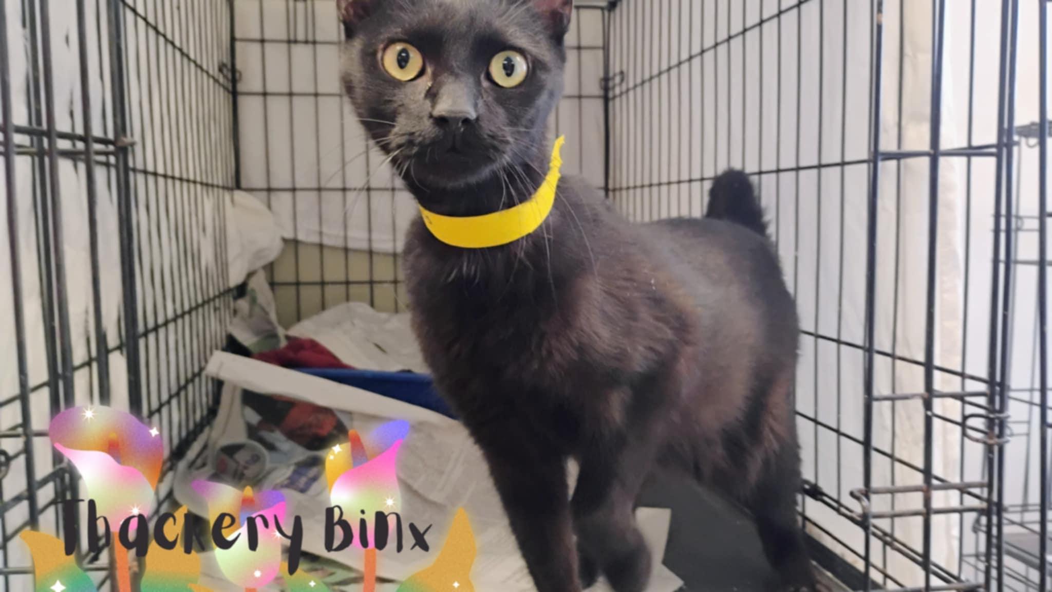 Thackery Binx