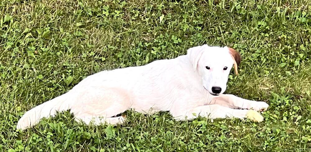 Enlarge Wishbone, a Adoptable mixed breed in Linton, IN image 1/1