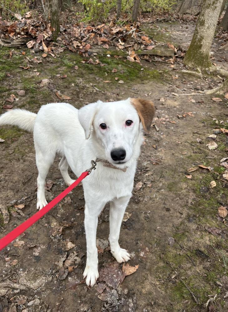 Enlarge Wishbone, a Adoptable mixed breed in Linton, IN image 2/2