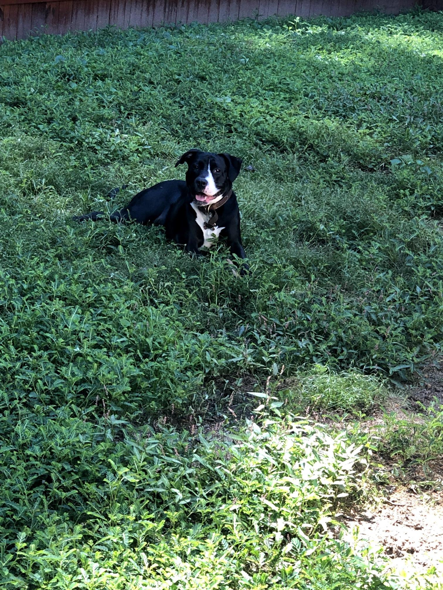 Enlarge Harley, a Adoptable mixed breed in Chamblee, GA image 2/4