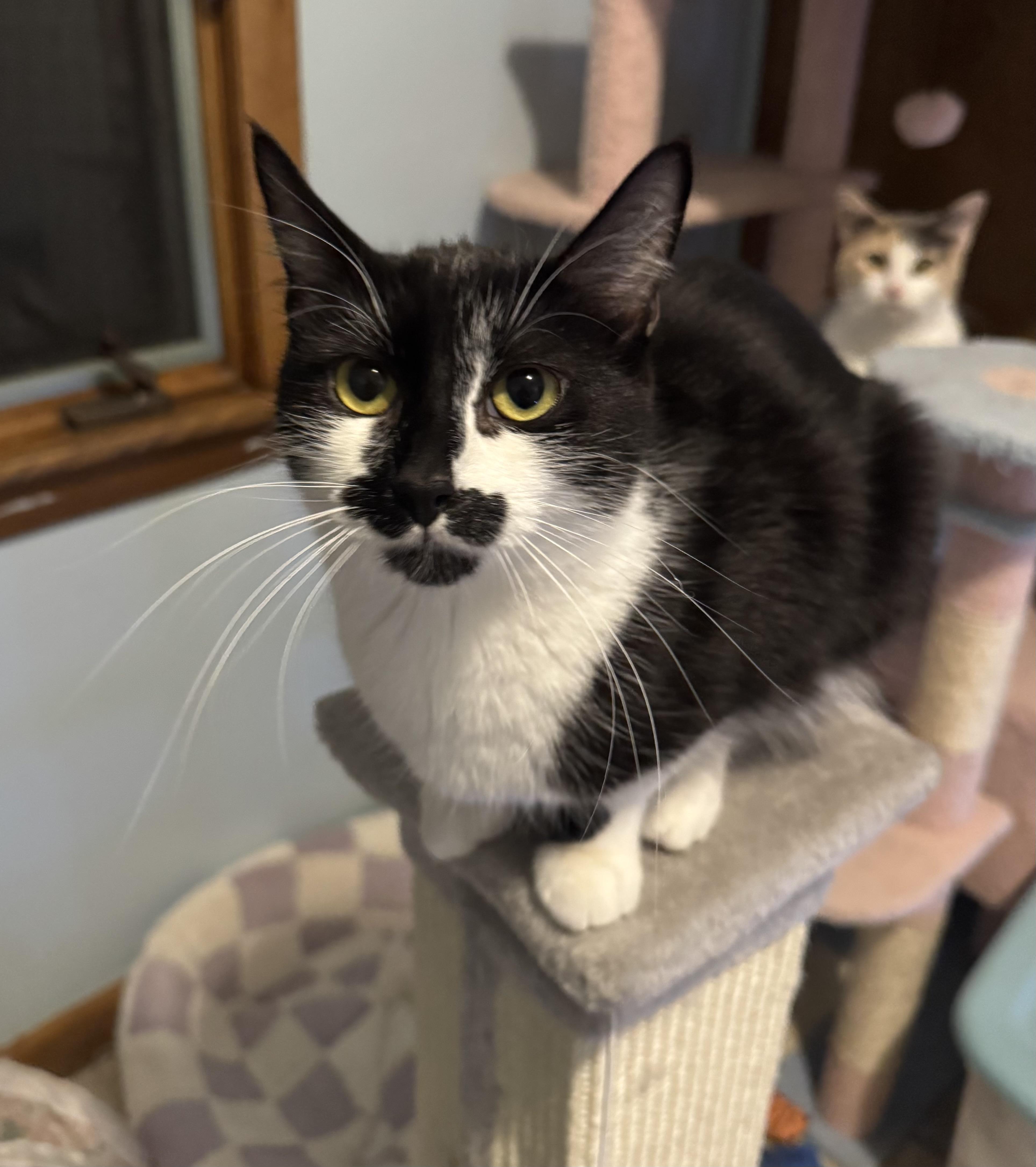 Janet, ADOPTABLE, Adult Female Domestic Short Hair.