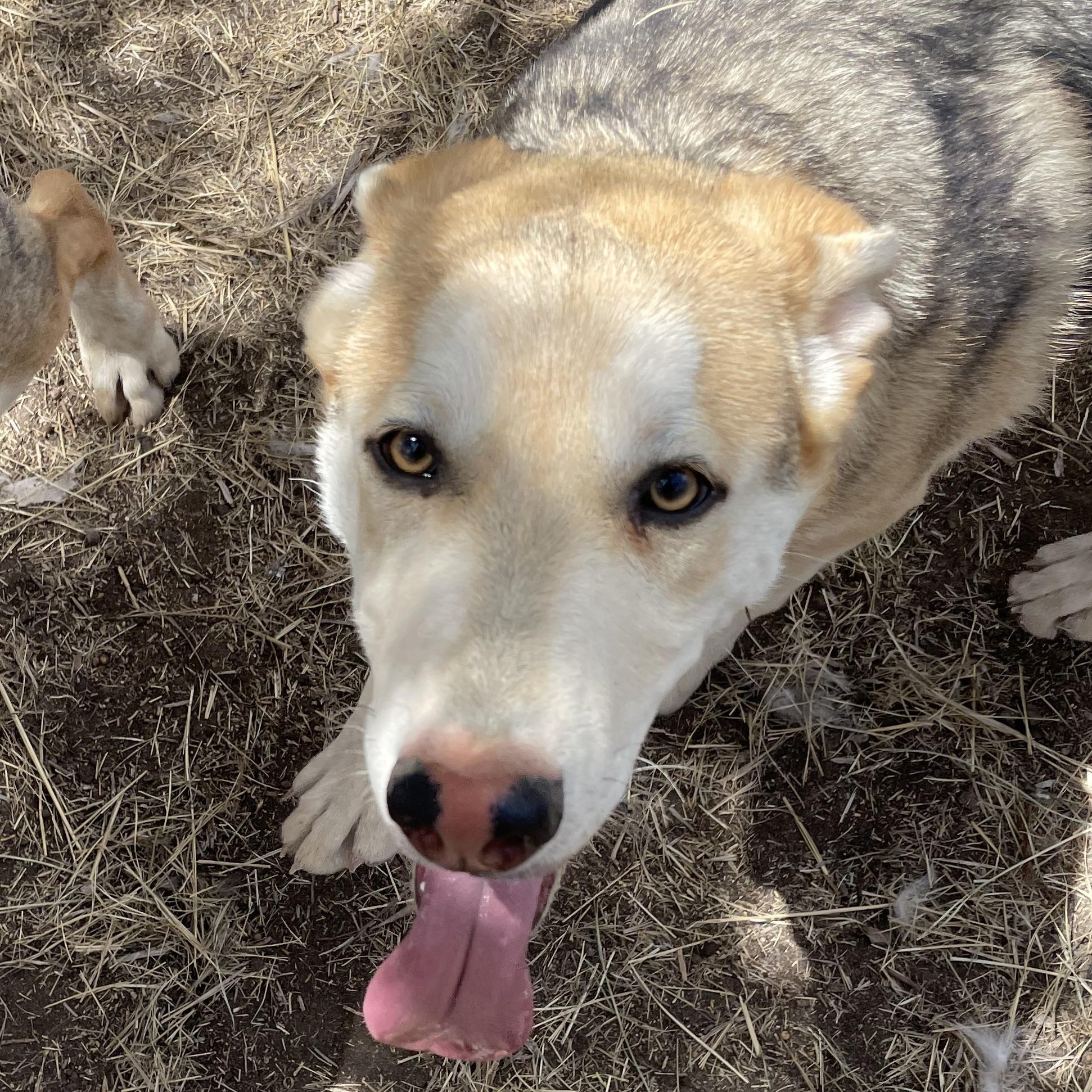 Lavinia, an adoptable Husky in Durango, CO_image-1