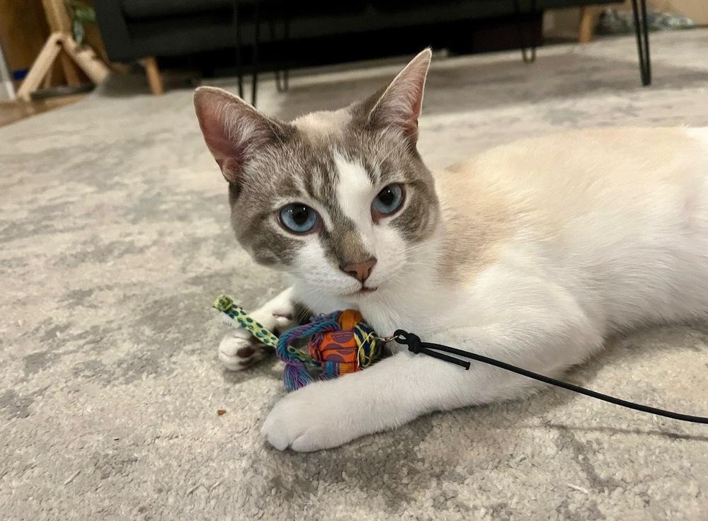 Simon, Adoptable, Adult Male Snowshoe.