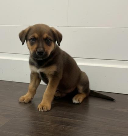 Enlarge Molasses, a Adoptable mixed breed in Cibolo, TX image 1/1