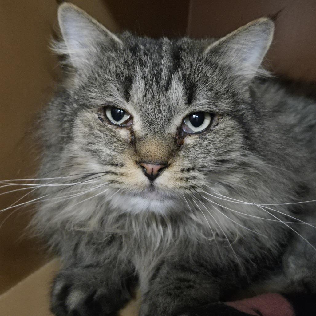 Enlarge Flash, a Adoptable Domestic Long Hair in Colorado Springs, CO image 1/1