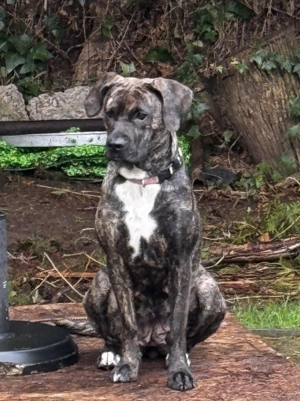 Enlarge Frankie, a ADOPTABLE mixed breed in Bow, WA image 2/2