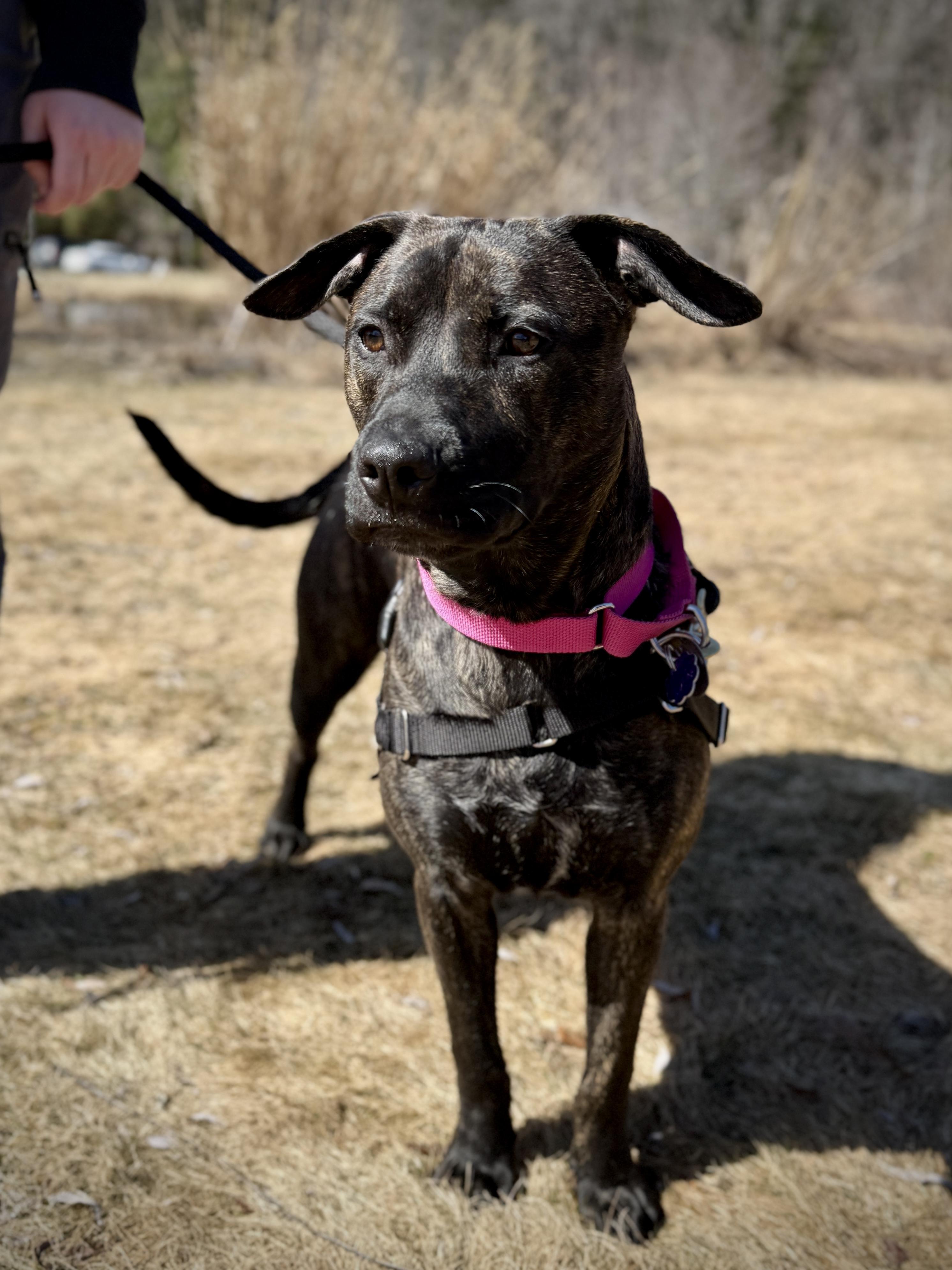 Enlarge Mindy, a Adoptable Mixed Breed in Brownsville, VT image 1/1