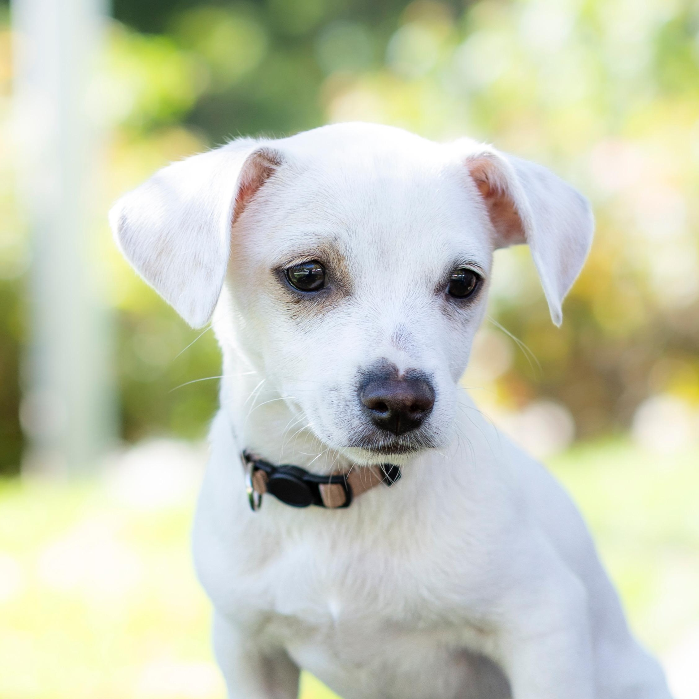 Zero, Adopted, Puppy Male Dachshund & Chihuahua.