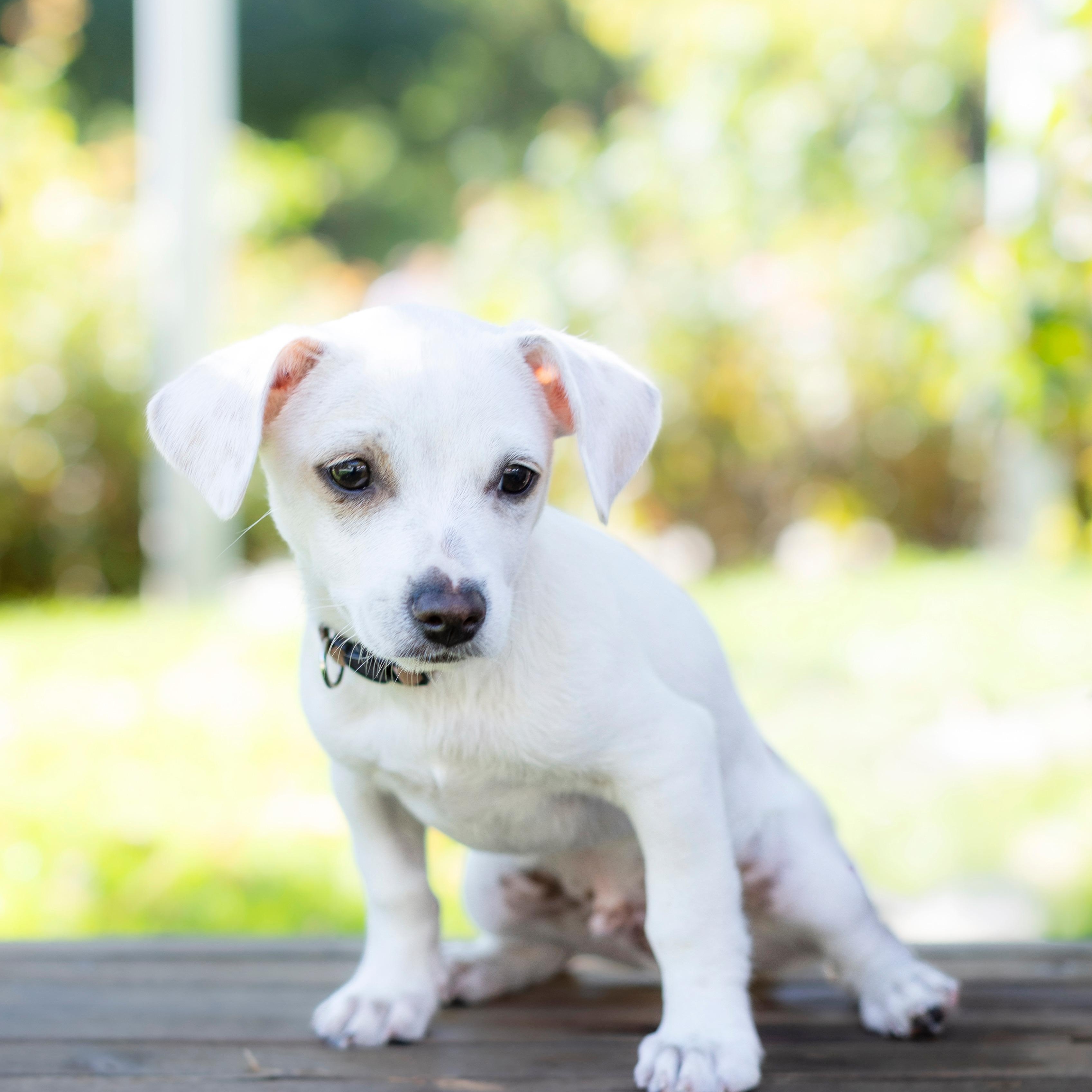 Enlarge Zero, a Adopted mixed breed in Brentwood, CA image 2/4