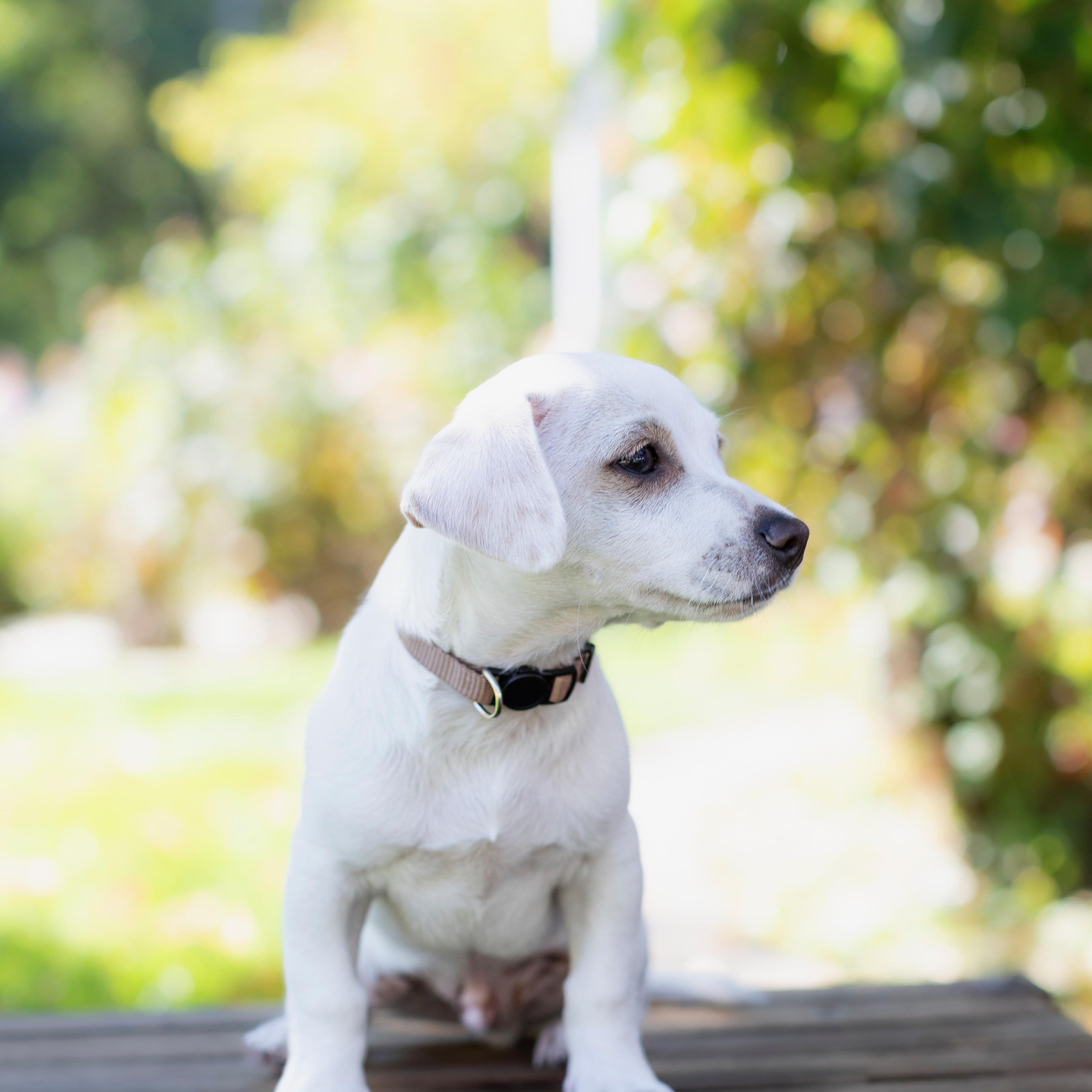Enlarge Zero, a Adopted mixed breed in Brentwood, CA image 3/4