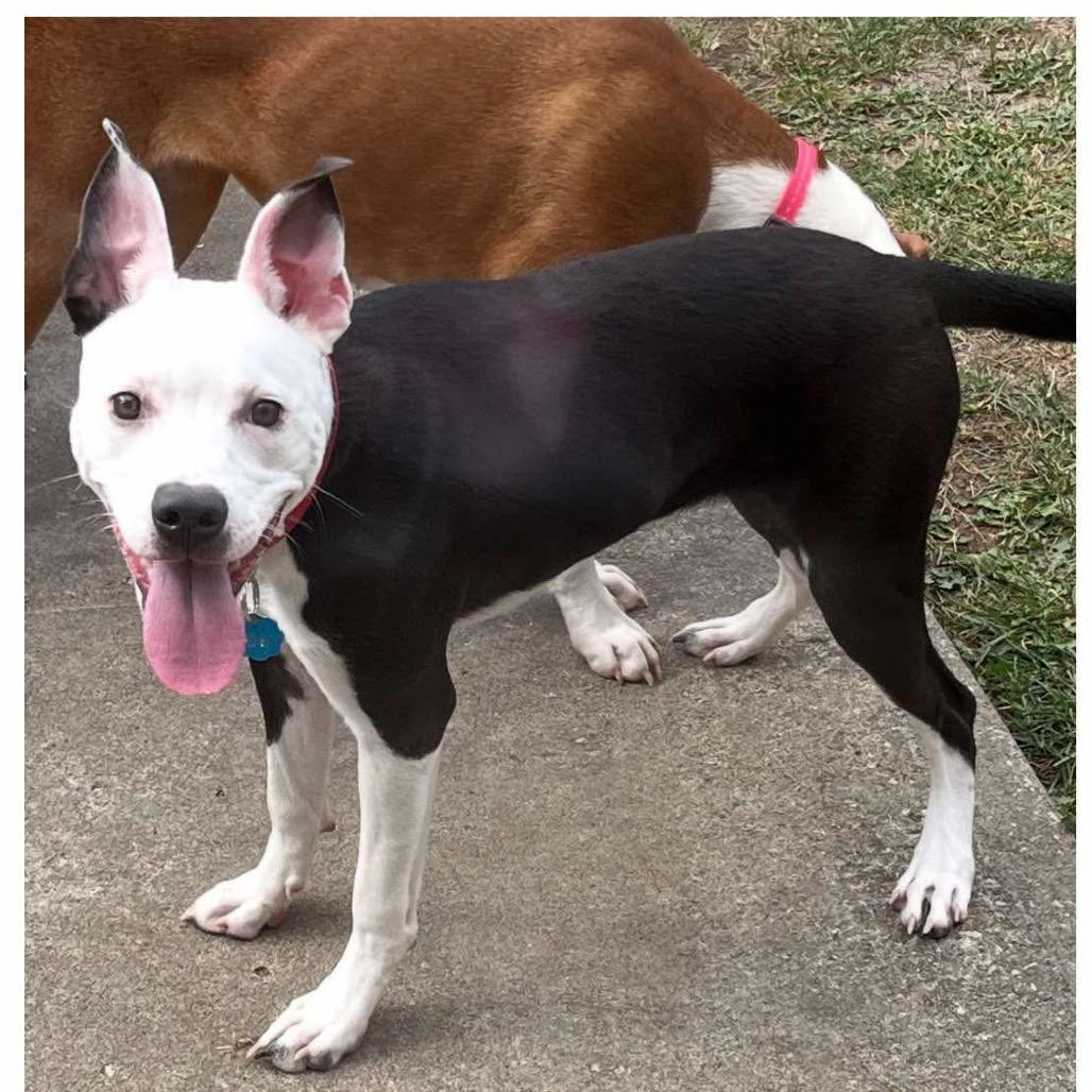 Delores, Adoptable, Young Female Pit Bull Terrier & Mixed Breed.