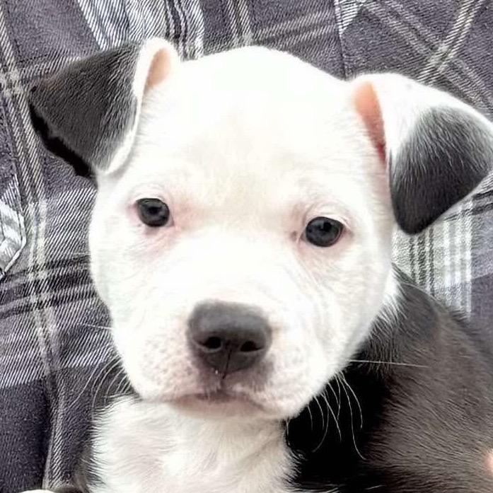 Enlarge Delores, a Adoptable mixed breed in Spring Hill, KS image 2/3