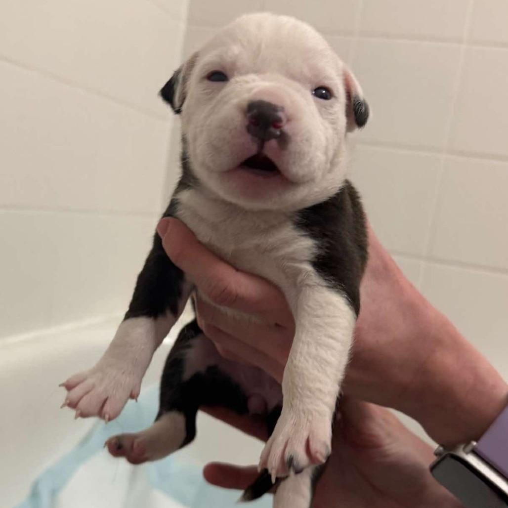 Delores — thumbnail 3